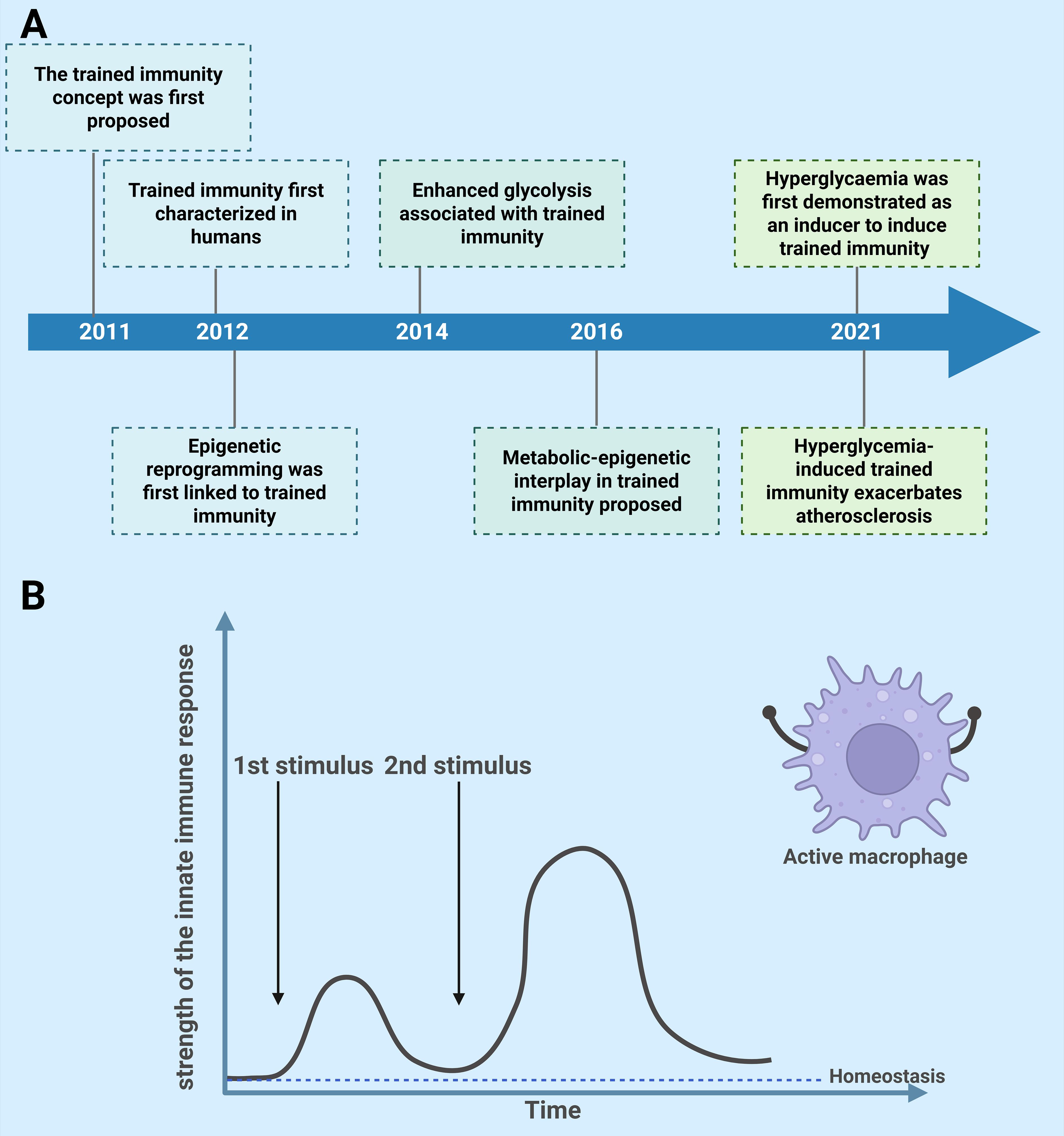 Timeline and graph illustrating trained immunity concepts. Panel A shows key developments from 2011 to 2021, including links to epigenetic reprogramming and hyperglycemia's role. Panel B displays a graph of innate immune response strength over time after two stimuli, with an active macrophage illustration beside it.