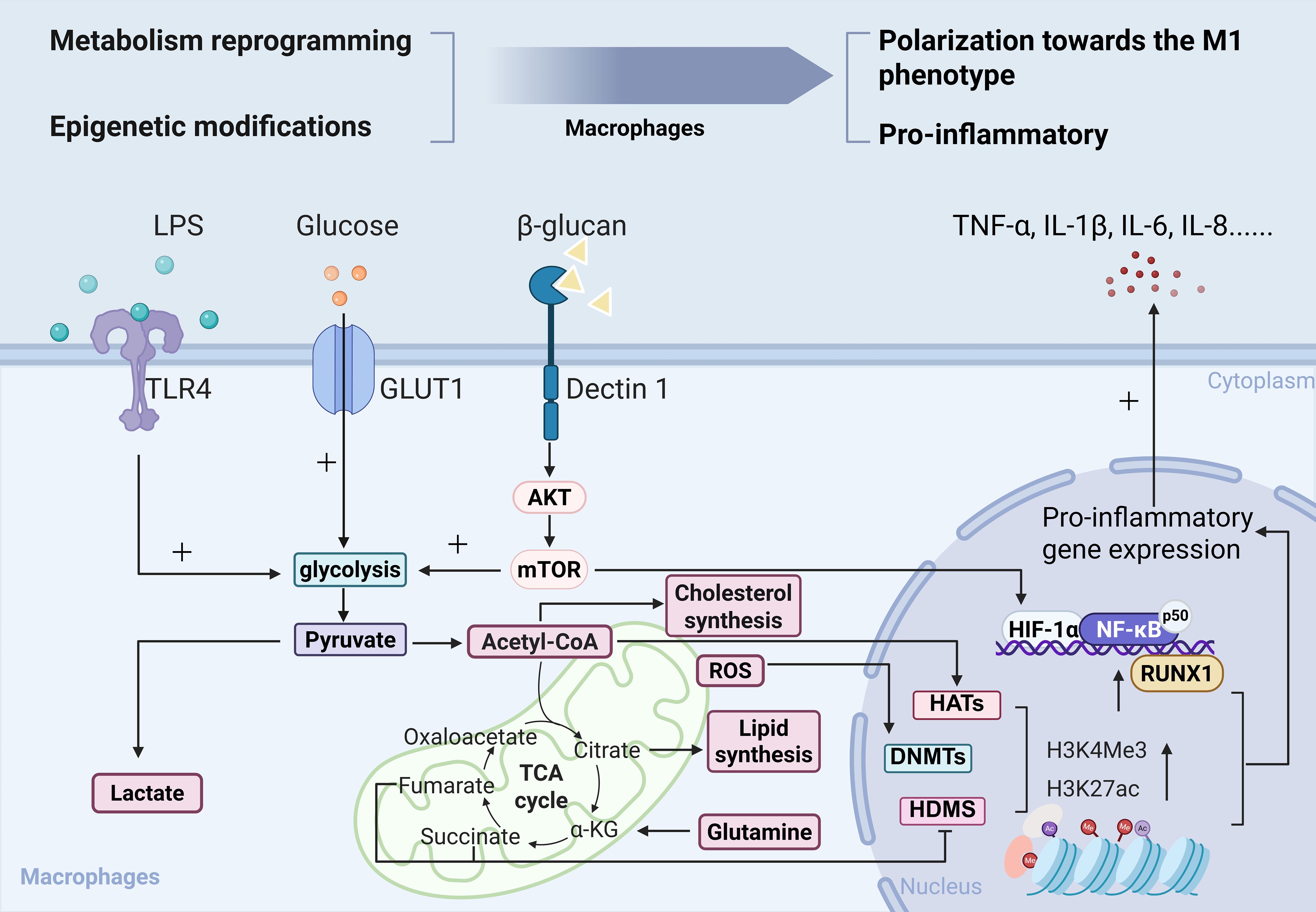 Diagram showing macrophage metabolism reprogramming and epigenetic modifications leading to polarization towards the M1 pro-inflammatory phenotype. It outlines pathways involving LPS and β-glucan binding to receptors (TLR4, Dectin 1), triggering glycolysis and mTOR pathways, producing acetyl-CoA, lactate, and ROS. This influences lipid and cholesterol synthesis, TCA cycle, and pro-inflammatory gene expression via signaling molecules and transcription factors like NF-kB, HIF-1α. Epigenetic markers and modifications (HATs, DNMTs) are noted, promoting inflammatory cytokine production like TNF-α, IL-1β, IL-6, IL-8.
