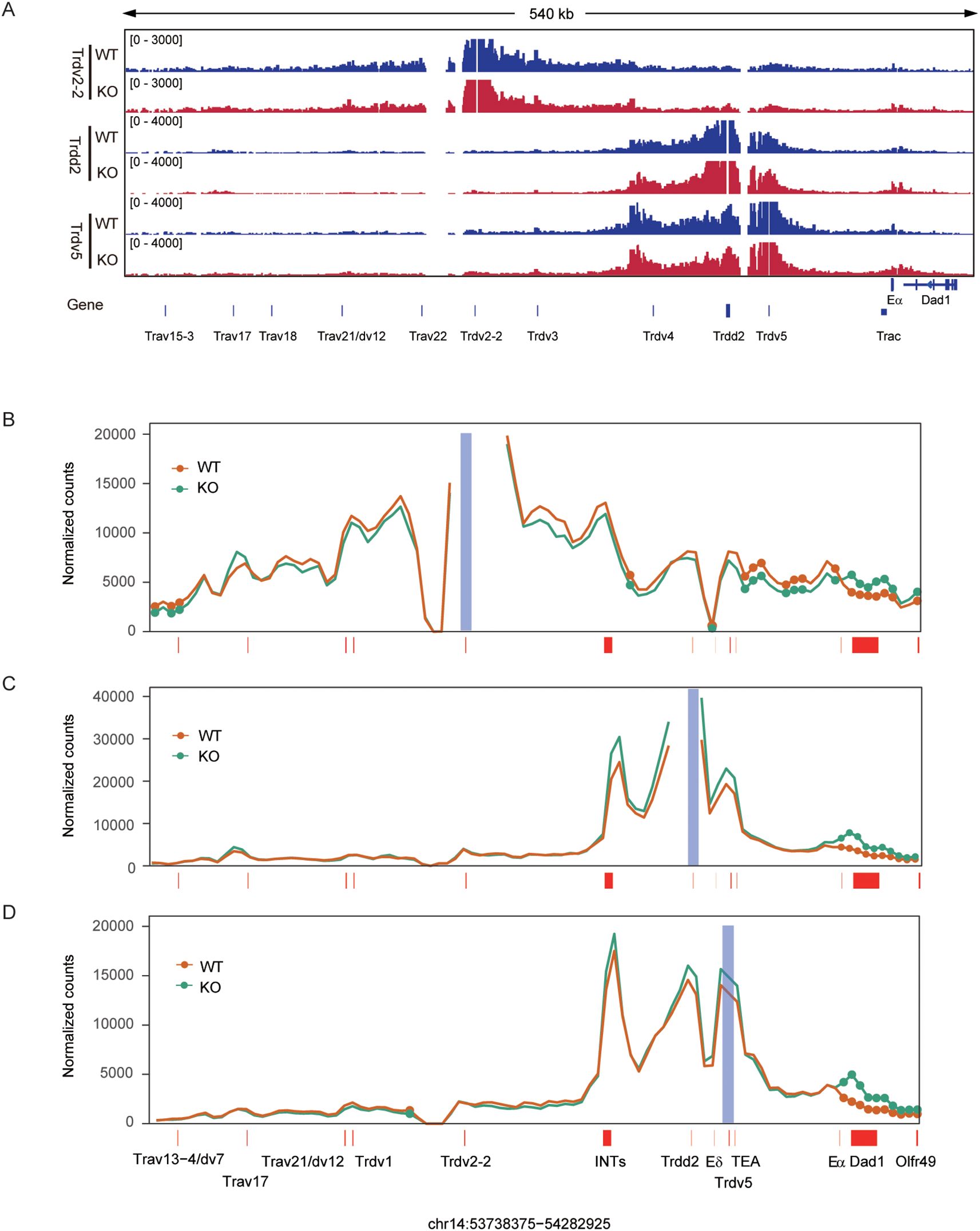 Panel A displays gene expression profiles on a genomic scale of 540 kb for WT and KO samples, with data from Traj, Trdv2, and Trdv5. Panels B, C, and D show line graphs comparing normalized counts for WT and KO across different gene regions. Peaks are marked, indicating variations in expression levels. Each panel is labeled according to different genetic regions analyzed.