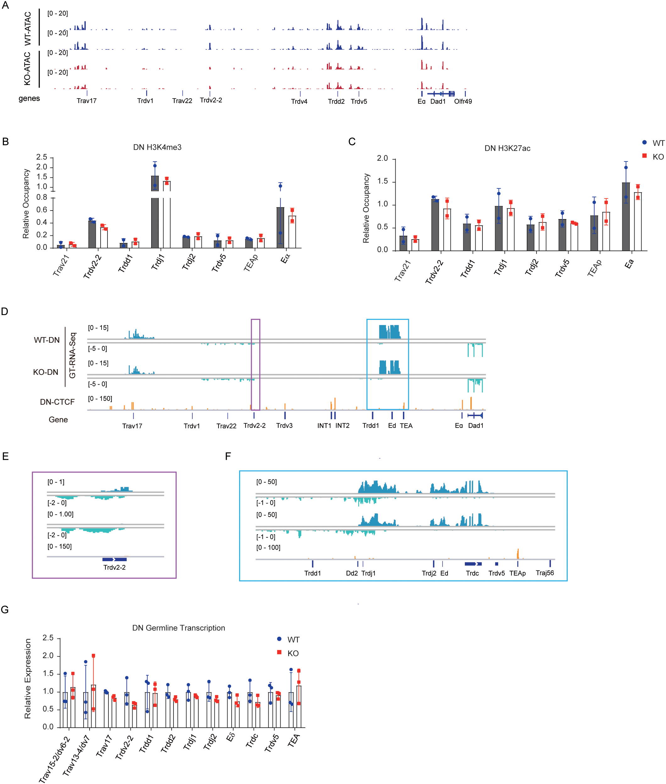 Composite image containing several panels of genetic data visualizations and graphs. Panel A shows ATAC-seq data comparing wild-type (WT) and knockout (KO) with gene regions highlighted. Panels B and C display bar graphs of relative occupancy for DN H3K4me3 and DN H3K27ac, respectively, comparing WT and KO samples. Panel D presents GT RNA-seq data with highlighted regions and CTCF binding sites. Panels E and F are close-ups of specific gene regions, illustrating data peaks and occupancy. Panel G is a bar graph showing relative expression levels of DN germline transcription comparing WT and KO samples, featuring specific gene names and identifiers.