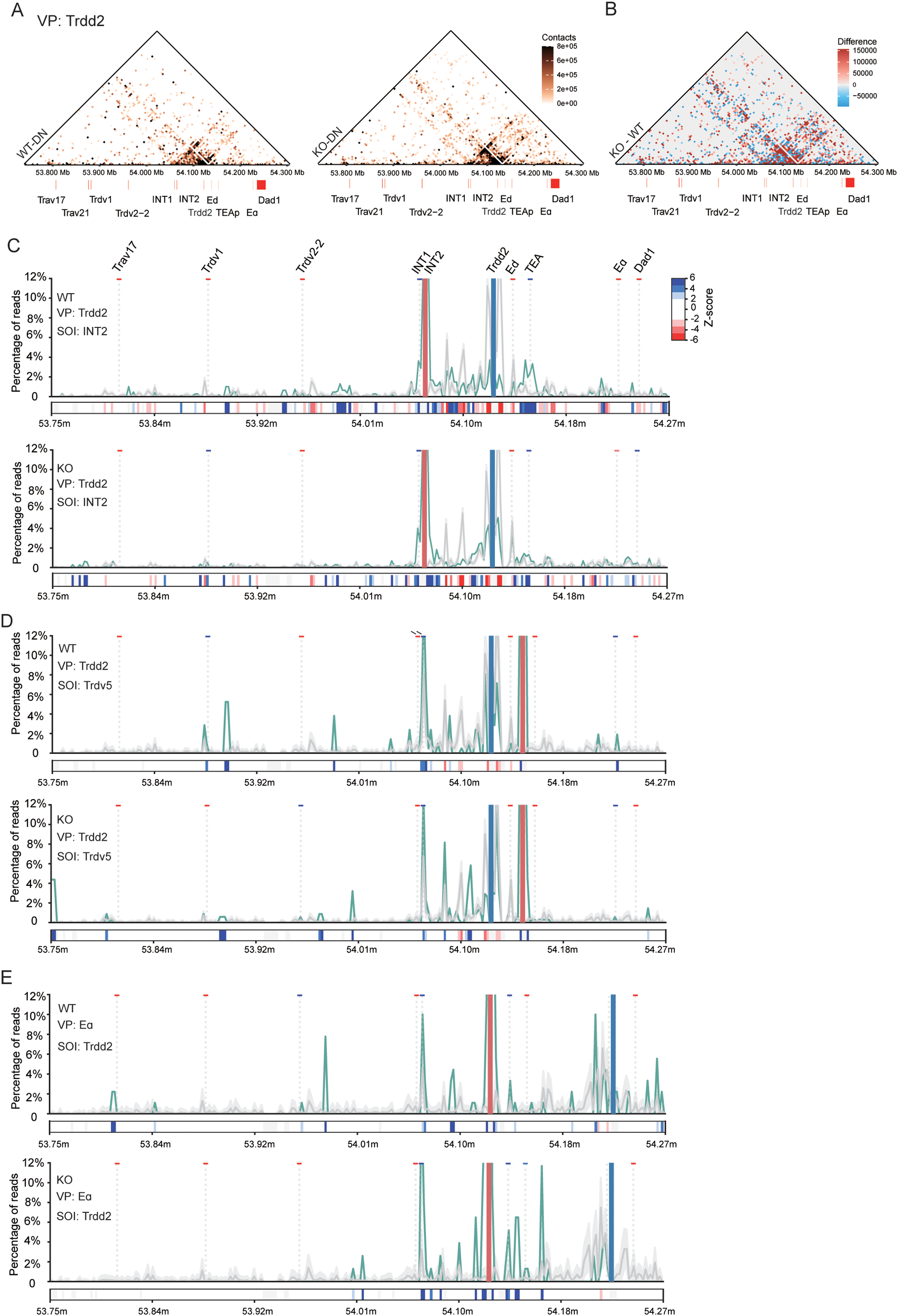 Figures A and B display heatmaps of genomic contact frequencies and differences for Trdd2 in wild-type (WT) and knockout (KO) samples, with varying color intensities representing contact strength. Panels C, D, and E present line graphs comparing the percentage of reads and Z-scores for WT and KO samples across specific genomic regions, labeled with annotations like Trbv21, Trbv2-2, and INT2.