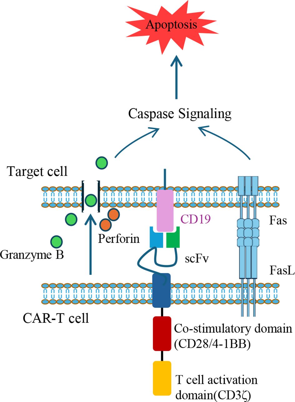 Diagram illustrating CAR-T cell interaction with a target cell. The CAR-T cell has a CD19-targeting scFv, co-stimulatory domain, and T cell activation domain. It releases perforin and granzyme B, initiating caspase signaling that leads to apoptosis. Fas and FasL interactions further promote apoptosis.