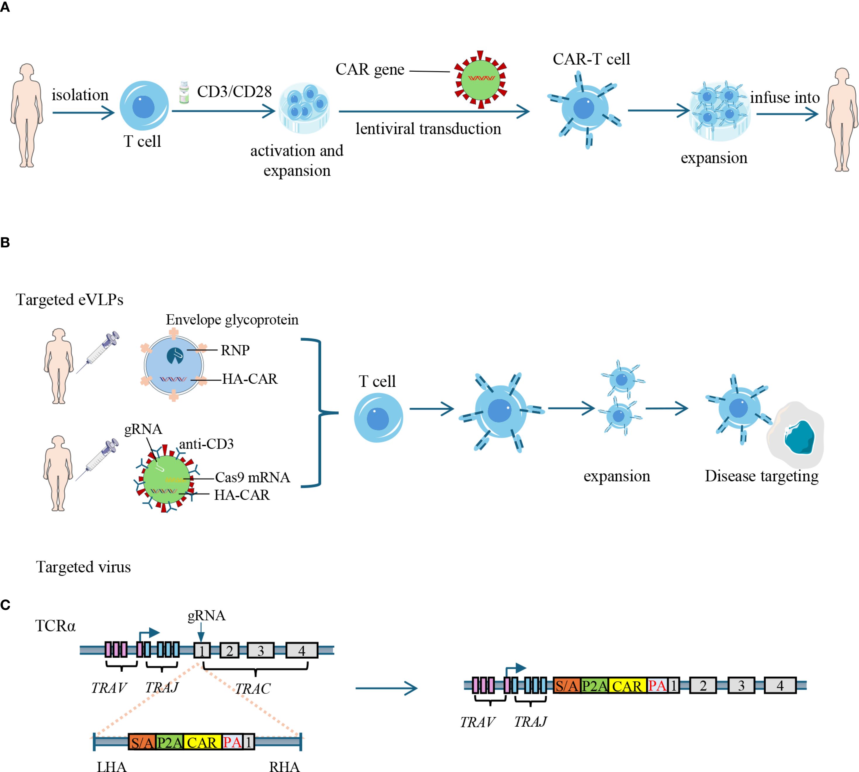 Flowchart illustrating the production and use of CAR-T cells. Panel A: T cells are isolated, activated, and expanded. A CAR gene is introduced via lentiviral transduction, forming CAR-T cells, which are expanded and infused back into patients. Panel B: In a method using targeted eVLPs, T cells undergo expansion and are directed toward disease targeting. Panel C: Illustration of a targeted virus modifying the TCRα gene with gRNA, showing structural changes and integration of the CAR gene.