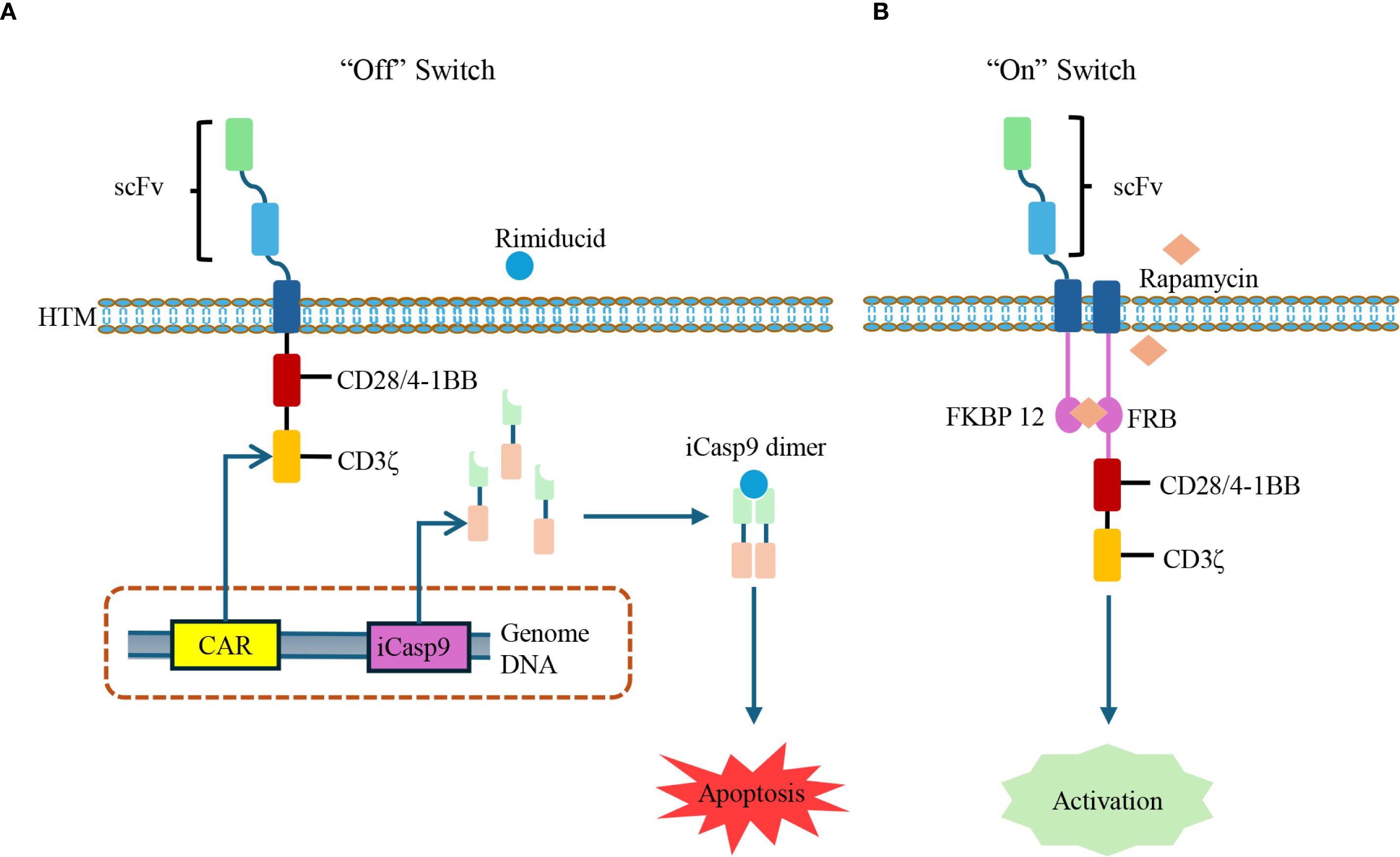 Diagram showing two switch mechanisms in T cells. Panel A, labeled “Off” Switch, illustrates how rimiducid induces apoptosis through iCasp9 dimerization. Panel B, labeled “On” Switch, shows rapamycin facilitating T cell activation via FKBP 12 and FRB interaction. Both panels depict scFv targeting and CD28/4-1BB, CD3ζ signaling pathways with CAR integration in genomic DNA.