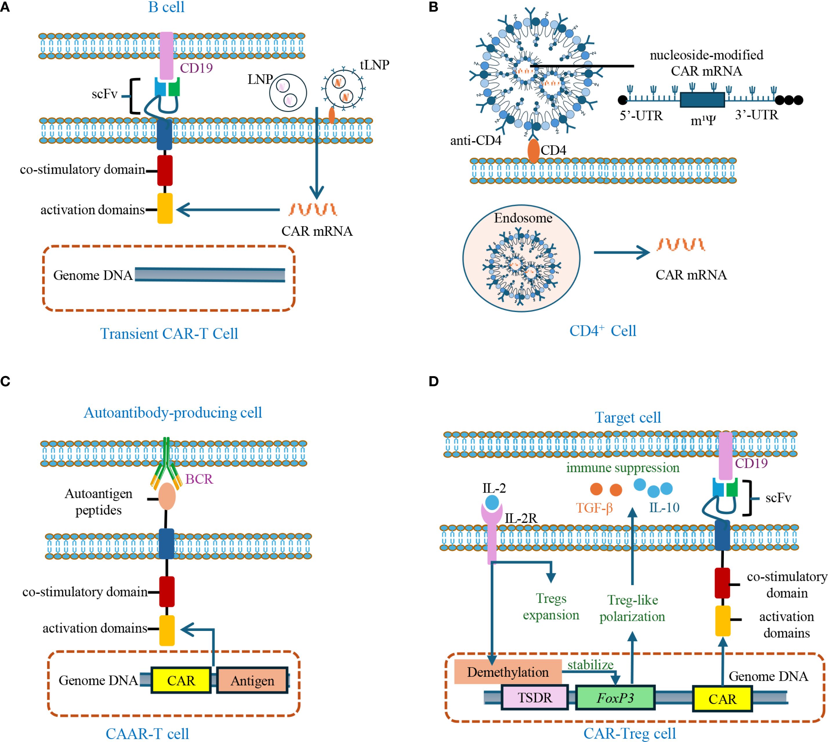 Diagram showing cellular mechanisms for CAR-T cell development and function. Panel A illustrates transient CAR-T cell formation in B cells, featuring CD19 and activation domains. Panel B details CD4+ cell interaction with nucleoside-modified CAR mRNA, showing transport via endosomes. Panel C describes CAAR-T cell targeting autoantibody-producing cells through BCR with autoantigen peptides. Panel D depicts CAR-Treg cell, highlighting immune suppression pathways via IL-2, TGF-β, and IL-10. Key components like co-stimulatory domains and activation pathways are labeled.