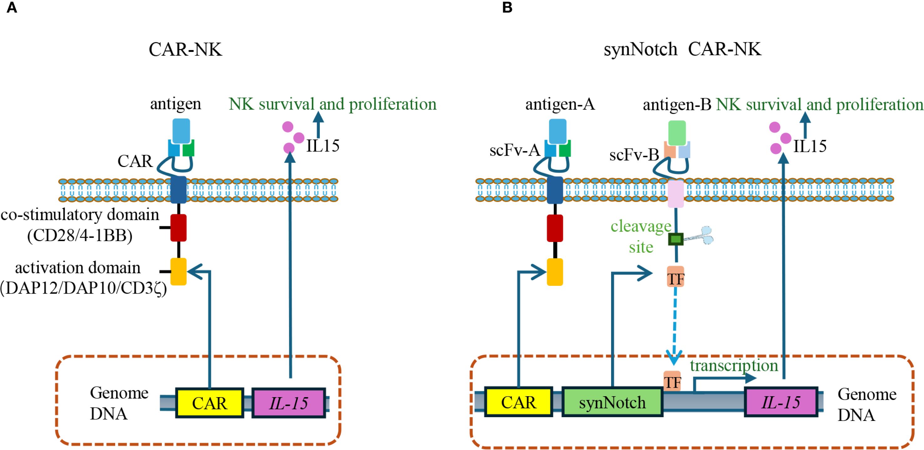 Diagram comparing CAR-NK and synNotch CAR-NK cell mechanisms. Panel A shows CAR-NK cells with antigens activating co-stimulatory and activation domains, promoting NK cell survival. Panel B illustrates synNotch CAR-NK cells with two antigen sites. Antigen-A triggers the pathway, while antigen-B initiates transcription via a cleavage site, enhancing NK cell proliferation through IL15 induction.