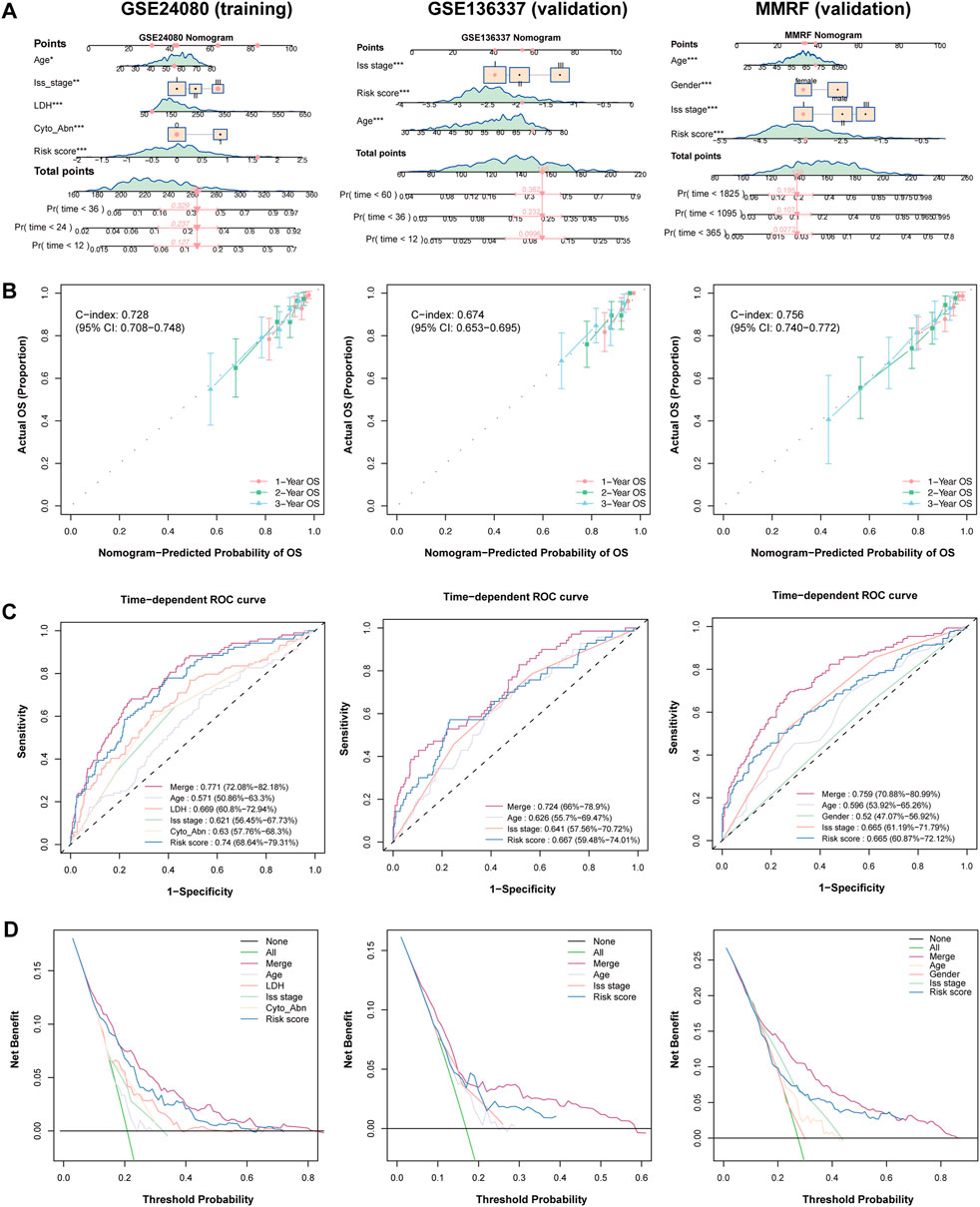 Nomograms, calibration plots, ROC curves, and decision curves visualizing prognostic analyses across three datasets: GSE24080 (training), GSE136337 (validation), and MMRF (validation). Panel A shows point assignments for variables contributing to risk. Panel B presents calibration plots with C-index values indicating predictive accuracy for overall survival (OS). Panel C displays time-dependent ROC curves assessing model sensitivity and specificity. Panel D illustrates decision curves for net benefit evaluation at various threshold probabilities.
