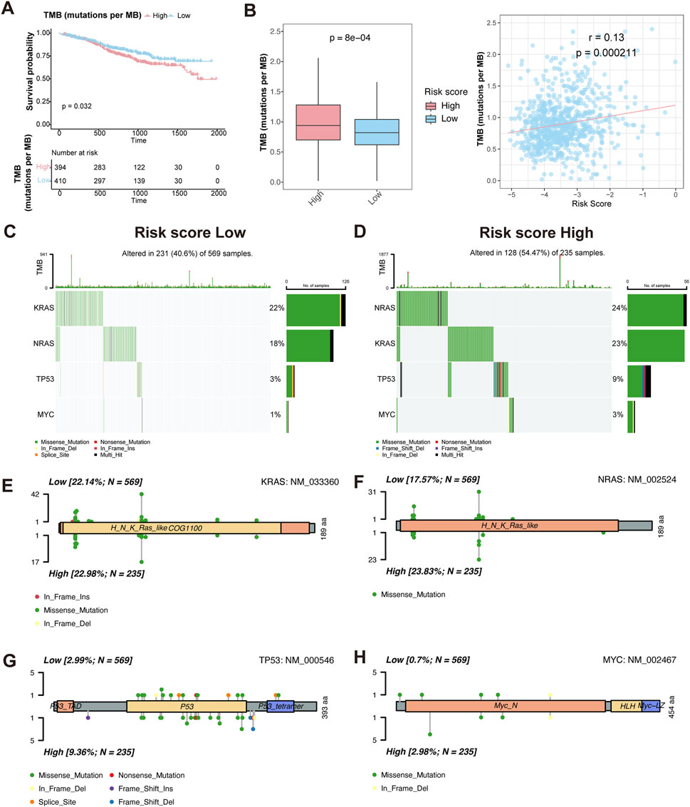 Graphs and charts assessing tumor mutation burden (TMB) in relation to risk scores. Panel A: Kaplan-Meier curve showing survival probabilities for high and low TMB groups, statistically significant at p = 0.032. Panel B: Boxplot and scatter plot illustrating differences in TMB based on risk score, with significant correlation (p = 8e-04 and p = 0.000211, respectively). Panels C and D: Waterfall plots depicting gene alterations in low and high-risk groups, highlighting KRAS, NRAS, TP53, and MYC mutations. Panels E to H: Diagrams show mutation types and frequencies for KRAS, NRAS, TP53, and MYC across low and high-risk groups.