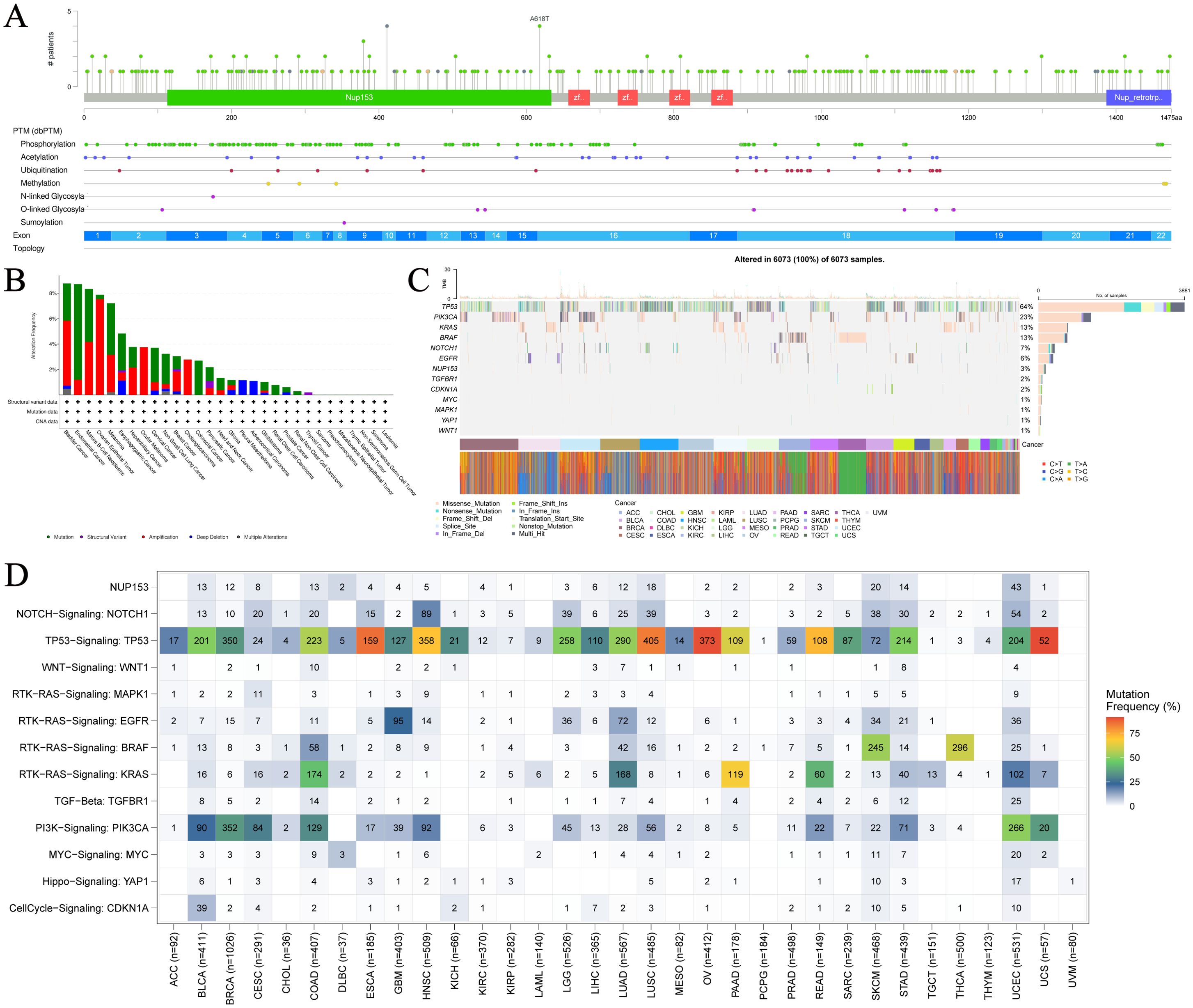 A composite image showing multiple graphical representations of genetic data related to mutations and signaling pathways. Panel A displays a gene diagram with different post-translational modifications and exon topology. Panel B is a bar chart illustrating the distribution of mutation frequencies and structural variant densities. Panel C showcases a heatmap with varied mutation frequencies across cancer types. Panel D presents a grid chart comparing mutation frequencies across different signaling pathways and cancer types, with color coding indicating mutation frequency percentages. The image includes detailed labels and data sample counts.