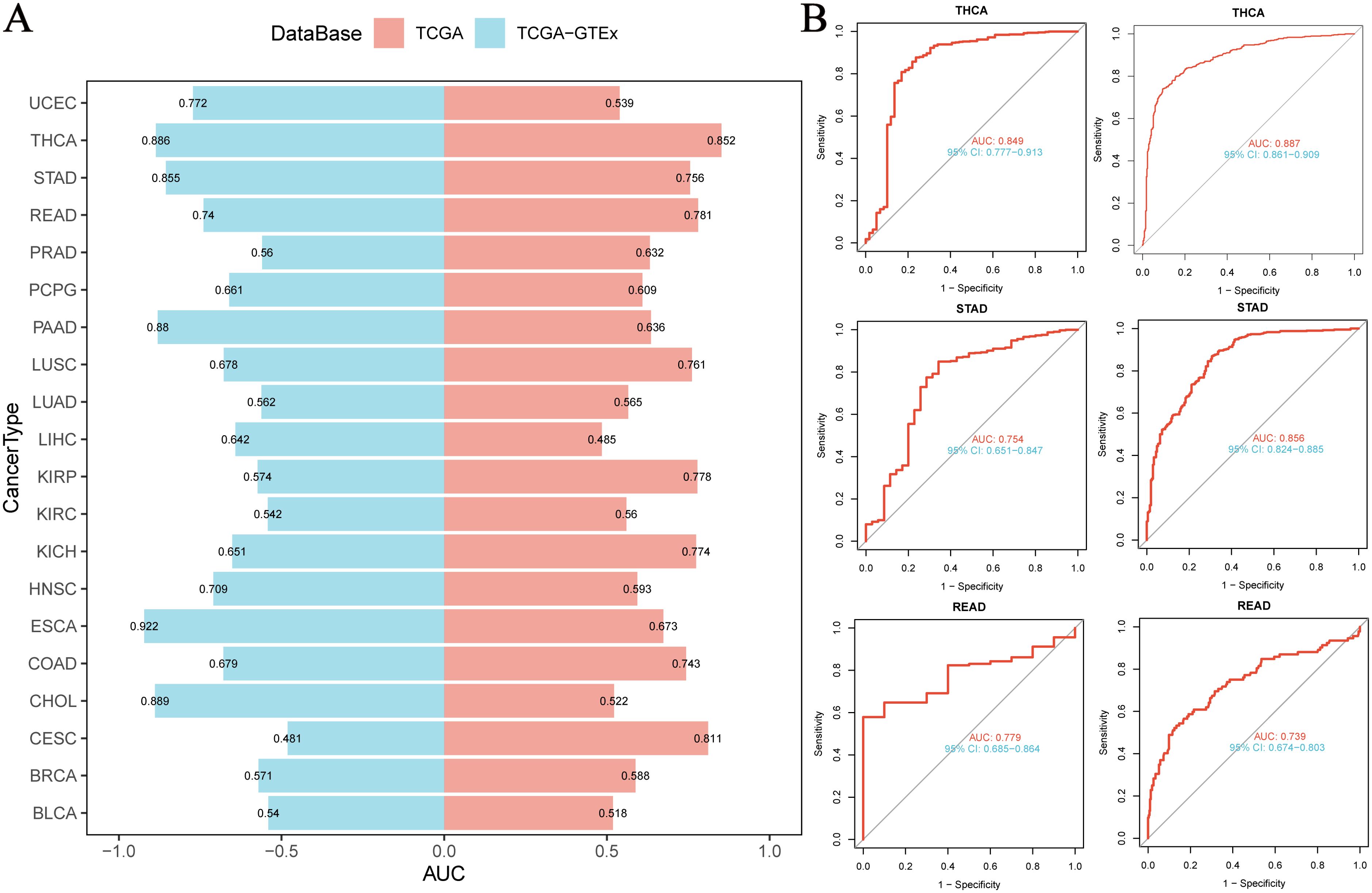 A two-part figure comparing cancer types. Panel A shows a horizontal bar chart for AUC values of various cancer types with two databases, TCGA (pink) and TCGA-GTEx (blue). Panel B presents ROC curves for THCA, STAD, and READ cancer types, showing sensitivity versus specificity. Each ROC curve includes AUC and confidence interval values.