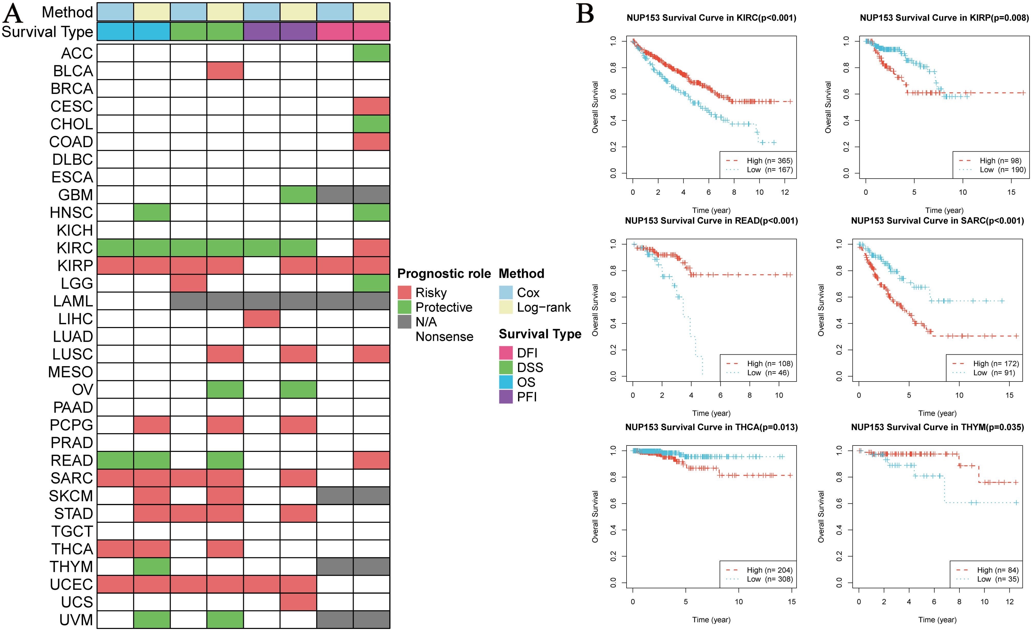 Heatmap and survival curve analysis of gene NUP153 across various cancer types. Panel A: Heatmap showing prognostic roles (risky, protective, N/A, nonsense) and methods (Cox, Log-rank) across different cancers. Panel B: Kaplan-Meier survival curves for cancers, including KIRC, READ, SARC, THCA, and THYM, indicating overall survival differences based on high and low gene expression with corresponding p-values.