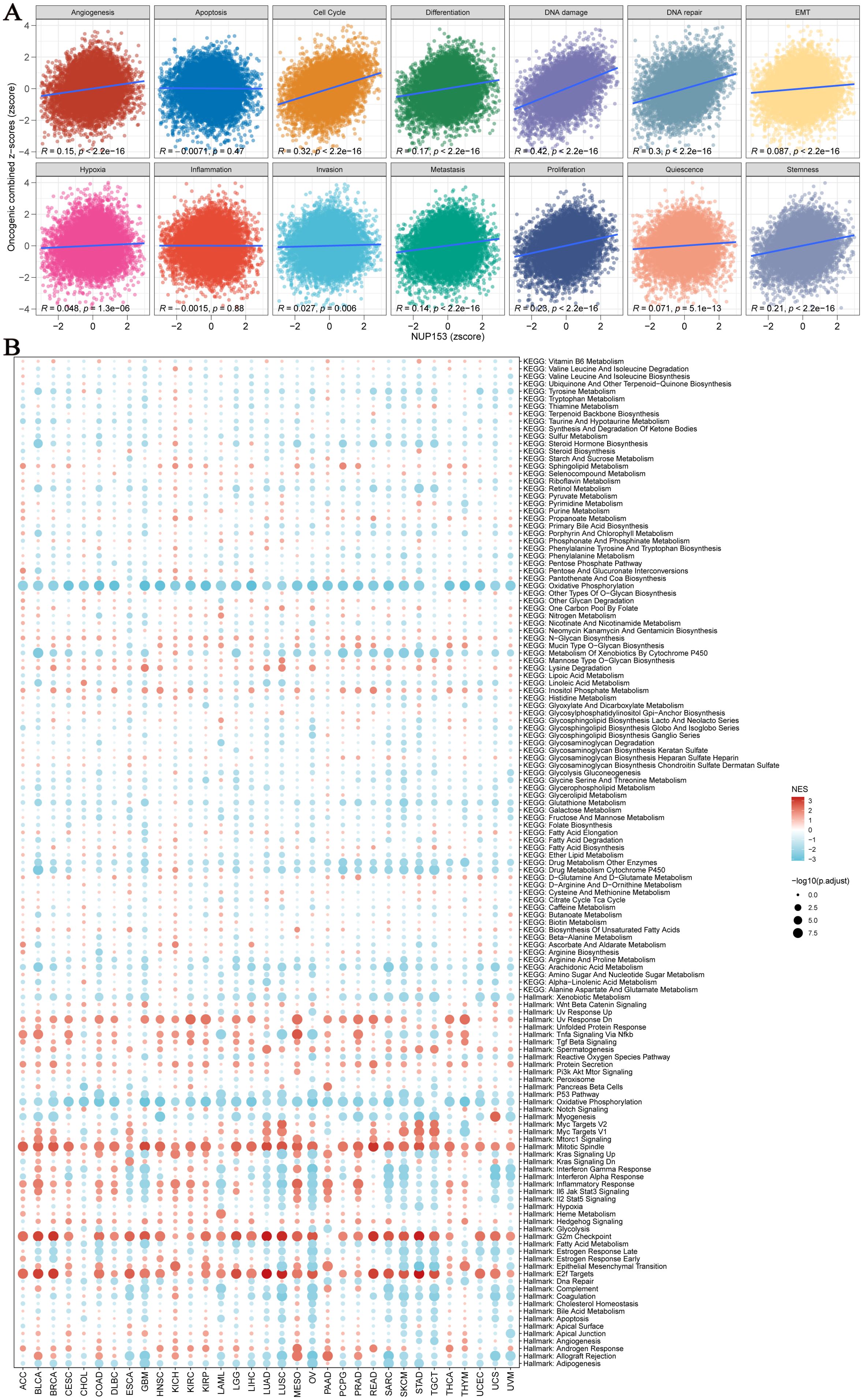 (A) Scatter plots showcasing correlations between NUP153 z-scores and various biological processes, such as angiogenesis and apoptosis. (B) Bubble heatmap depicting enriched pathways from KEGG and Hallmark analyses, with bubble size and color indicating significance and normalized enrichment scores.