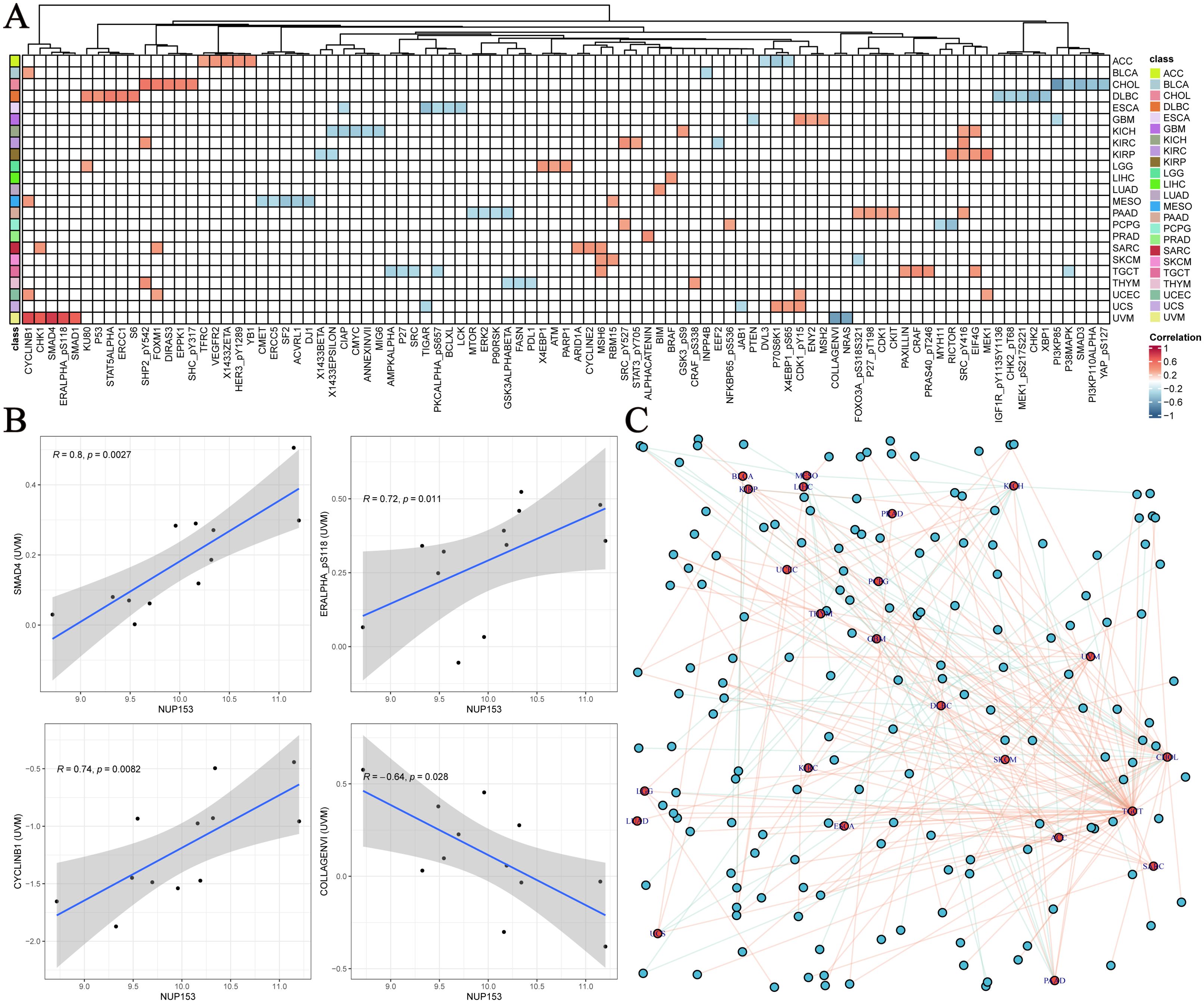 A: Heatmap showing correlations between various genes and cancer types, with colors indicating levels of correlation. B: Four scatter plots, each showing linear regression with correlations between NUP153 and different genes, indicating R values and p-values. C: Network diagram illustrating relationships among genes with colored lines indicating correlation strength.