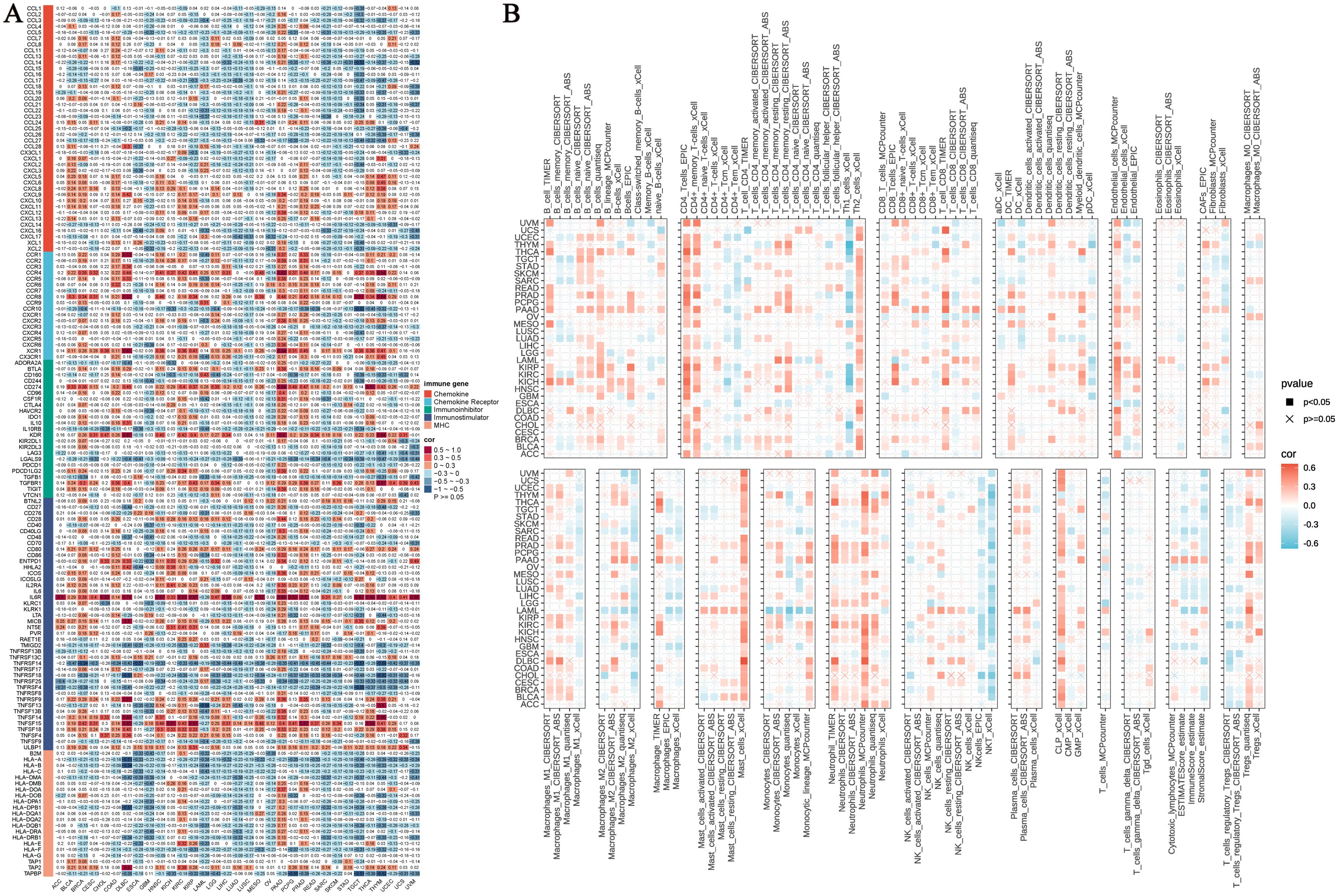 Heatmap displaying correlation data for immune genes and cancer types. Panel A shows a detailed grid with immune gene types categorized by color. Panel B presents multiple smaller heatmaps, each labeled with specific immune cells and cancer types, showing correlation values. Red and blue colors indicate positive and negative correlations, respectively. Statistical significance is marked by squares and crosses.