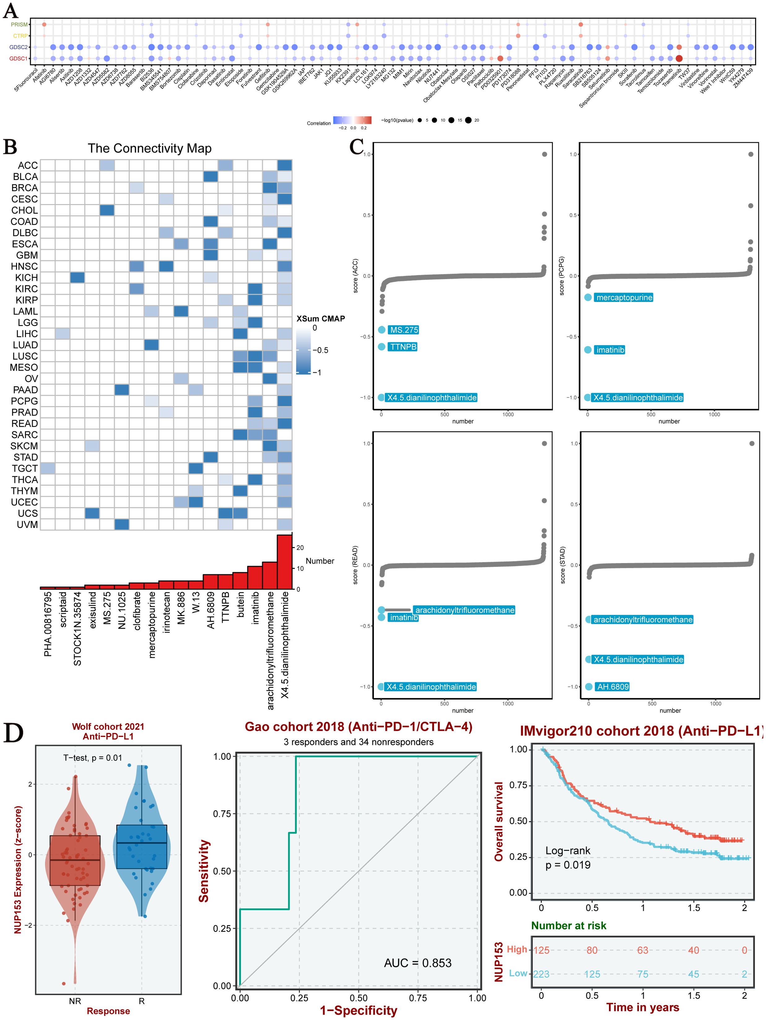 A collection of charts and visualizations. Image A displays a dot plot with correlation data across multiple conditions, using color and size to indicate intensity and significance. Image B is a heatmap labeled “The Connectivity Map,” showing varying intensity of blue squares, alongside a bar graph of compound frequencies. Image C includes four scatter plots illustrating scores for different compounds with certain drugs highlighted. Image D contains three panels: a violin plot comparing expression levels of responders and non-responders, a ROC curve for model performance, and a Kaplan-Meier survival plot with distinct survival lines and risk tables.