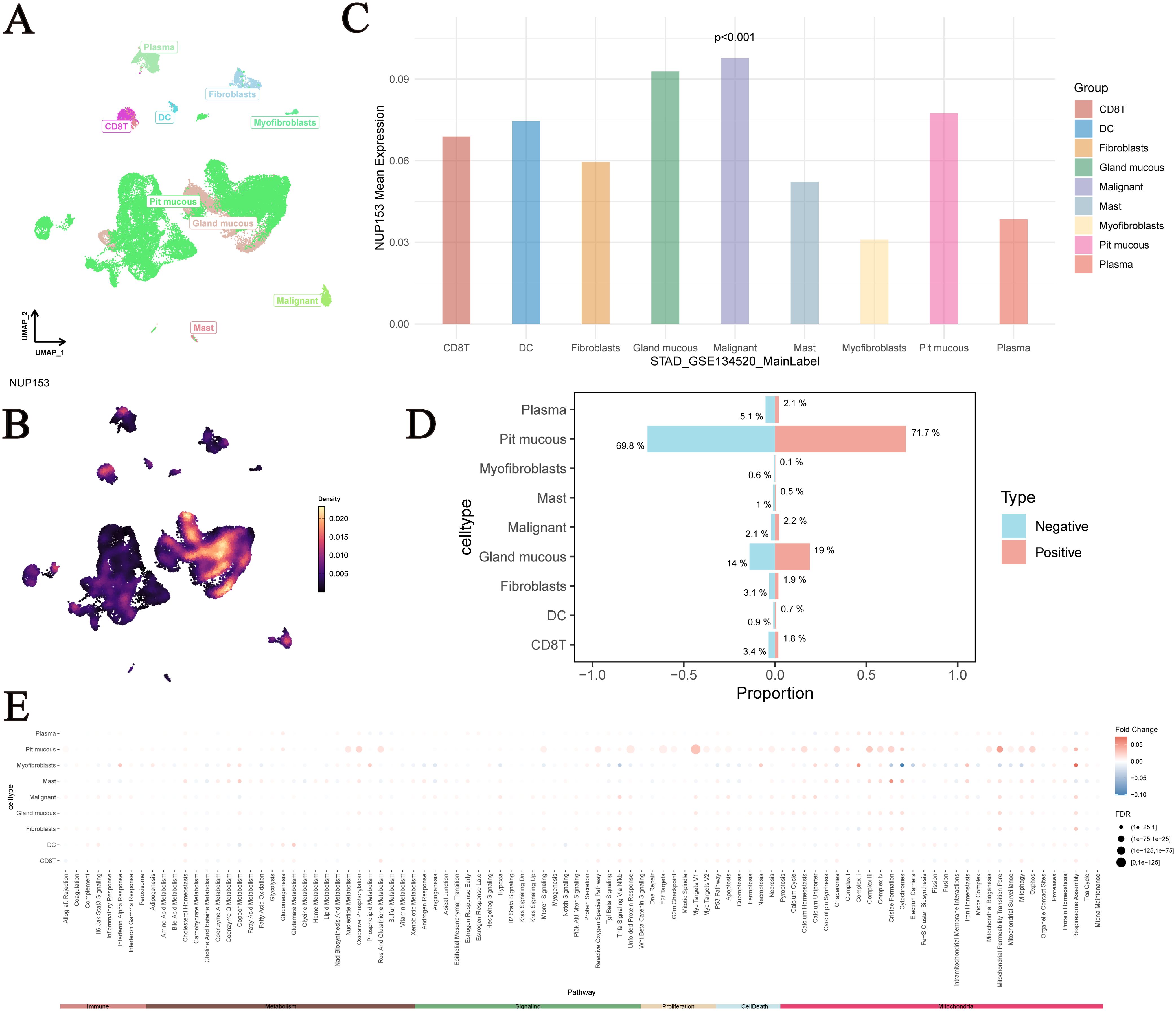 Panel A shows a UMAP plot of cell types such as plasma, fibroblasts, and mast. Panel B depicts a density plot with varying densities using a color scale. Panel C is a bar chart showing NUP153 mean expression across different cell groups, highlighting a significant increase in malignant cells. Panel D displays a horizontal bar chart indicating positive and negative proportions across cell types, with plasma cells showing 71.7% positivity. Panel E is a dot plot showing gene expression differences across pathways, with varying fold changes and significance levels indicated by color and dot size.