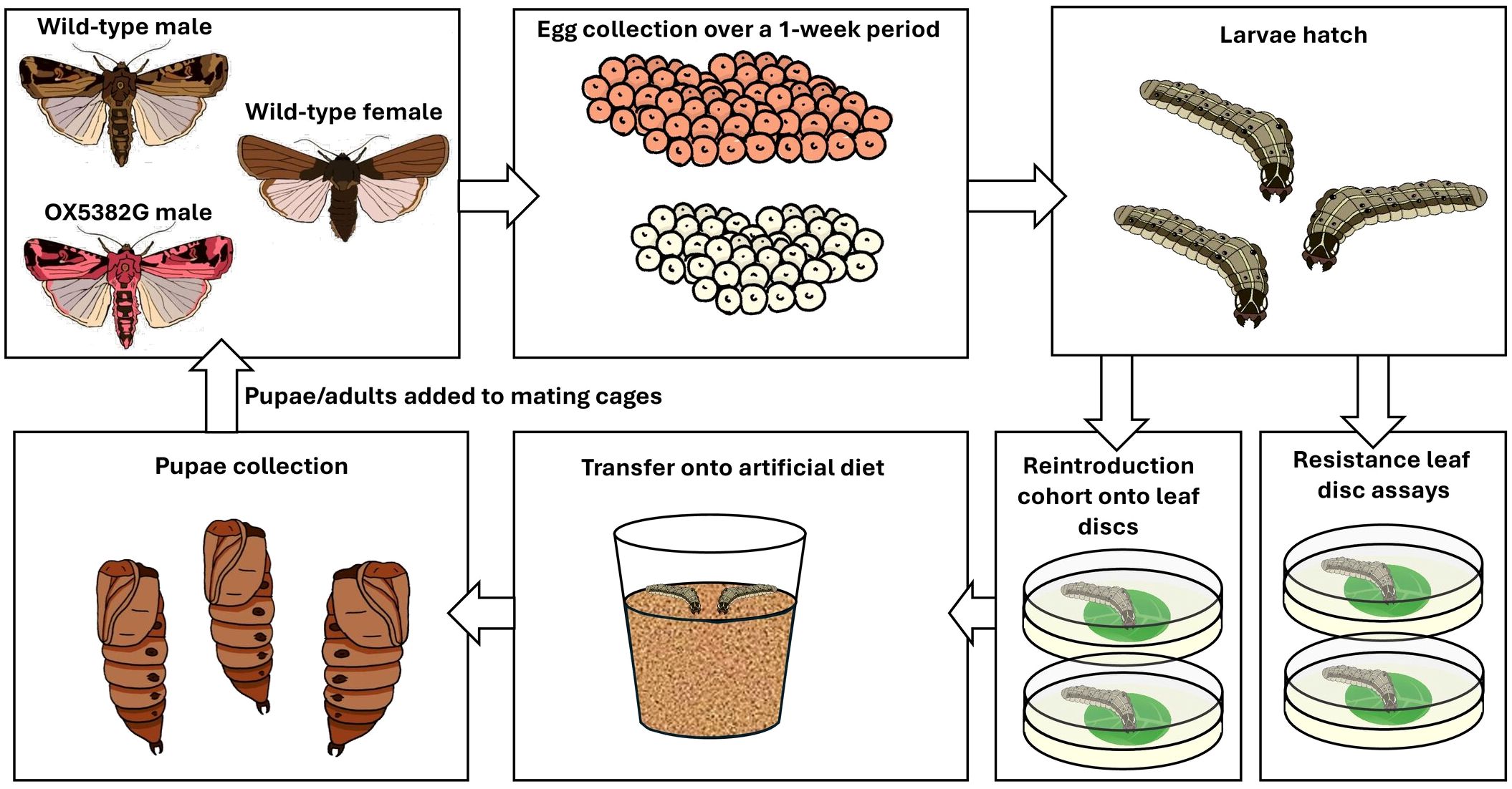 Flowchart illustrating a moth breeding process. It starts with wild-type and OX5382G moths. Eggs are collected over a week, then hatch into larvae. Larvae either transfer onto an artificial diet or undergo leaf disc assays. Pupae are collected and placed in mating cages to continue the cycle.