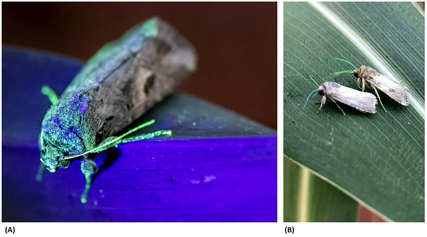 Panel A shows a close-up of a moth under UV light, showing vibrant green hues on its body. Panel B shows two moths with the fluorescent powder visible on their antennae (blue and green powder) under natural light.