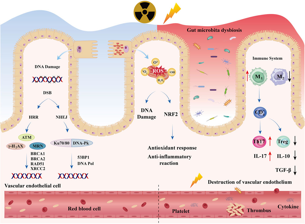 Diagram illustrating the impact of radiation on gut microbiota and immune response. Shows DNA damage from radiation, leading to reactive oxygen species (ROS) generation and NRF2 pathway activation, encouraging antioxidant and anti-inflammatory responses. Depicts gut microbiota dysbiosis triggering immune system changes, with increases in M1 macrophages and Th17 cells and decreases in M2 macrophages and Treg cells, affecting cytokine levels. Highlights consequences such as vascular endothelial cell destruction and blood component changes, including red blood cells, platelets, thrombus, and cytokines.