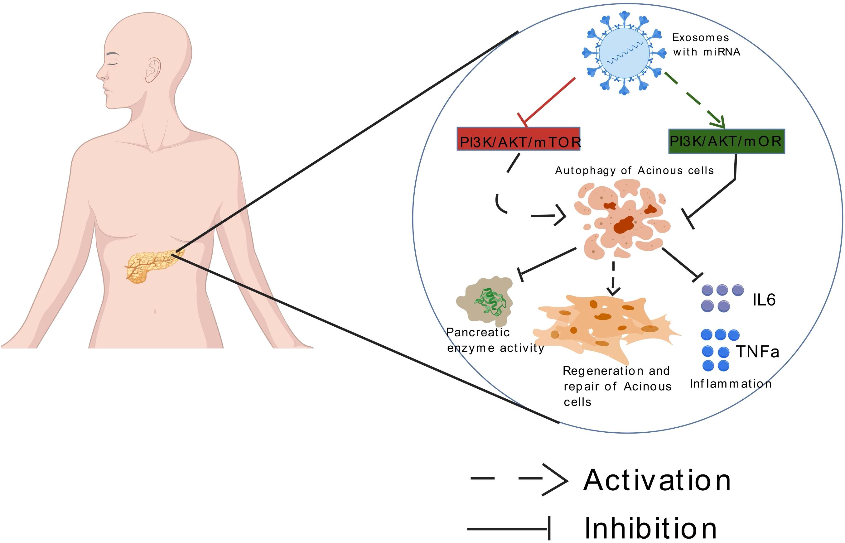 Diagram illustrating the role of exosomes with miRNA in pancreatic cell processes. The graphic shows how PI3K/AKT/mTOR pathways influence autophagy, enzyme activity, cell regeneration, and inflammation. Activation and inhibition pathways are indicated by arrows for clarity.