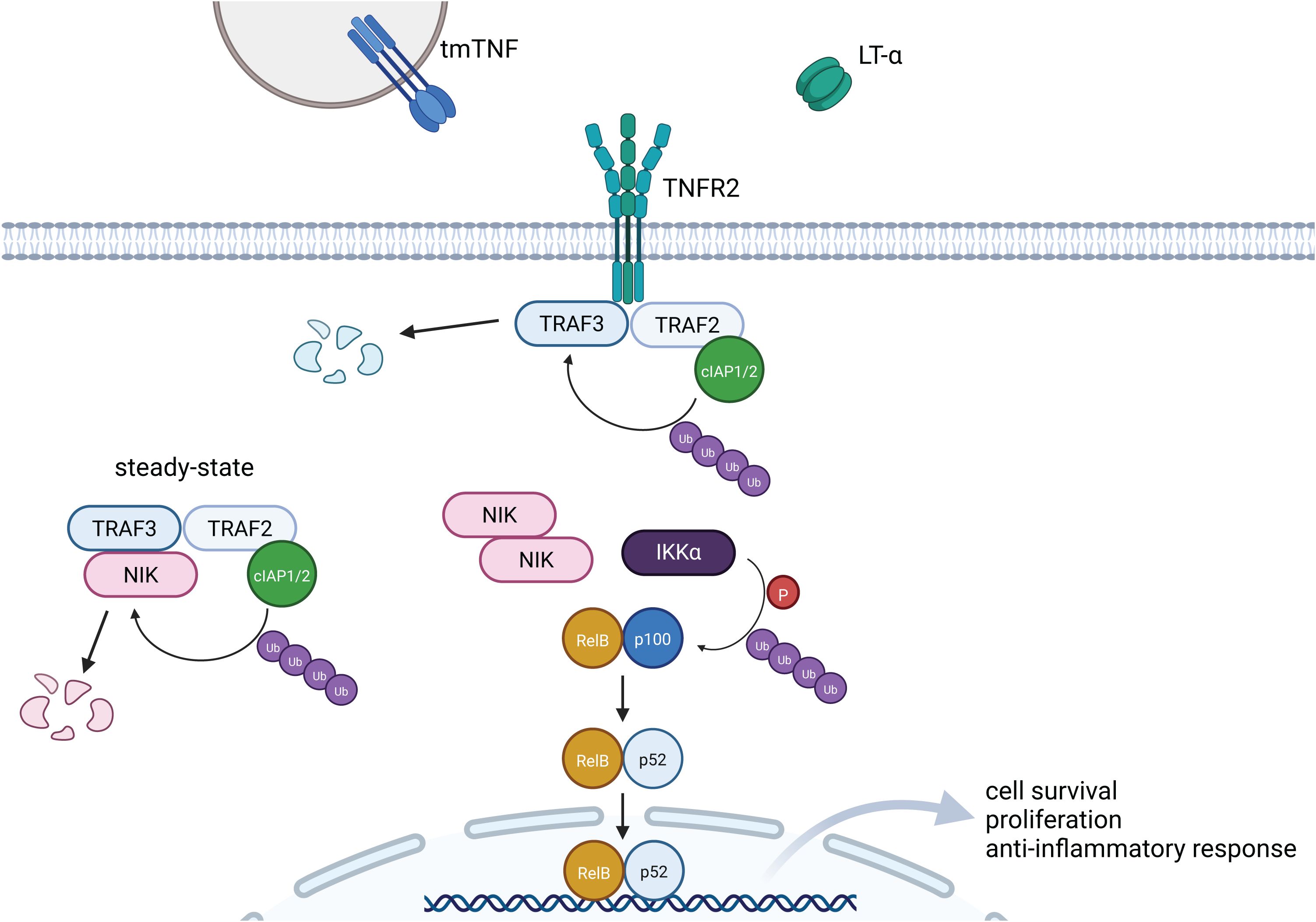 Illustration of the signaling pathway involving TNFR2. It depicts membrane-bound TNF (tmTNF) and lymphotoxin-alpha (LT-a) interacting with TNFR2. This activates TRAF2, cIAP1/2, and the ubiquitination process of TRAF3, leading to the release of NIK and preventing its ubiquitination and subsequent degradation. NIK activates IKKa, resulting in the phosphorylation and processing of p100 to p52. The transcription factor complex RelB/p52 enters the nucleus to promote cell survival, proliferation, and anti-inflammatory response. Steady-state interactions and protein complexes are shown with arrows indicating the sequential activation steps.