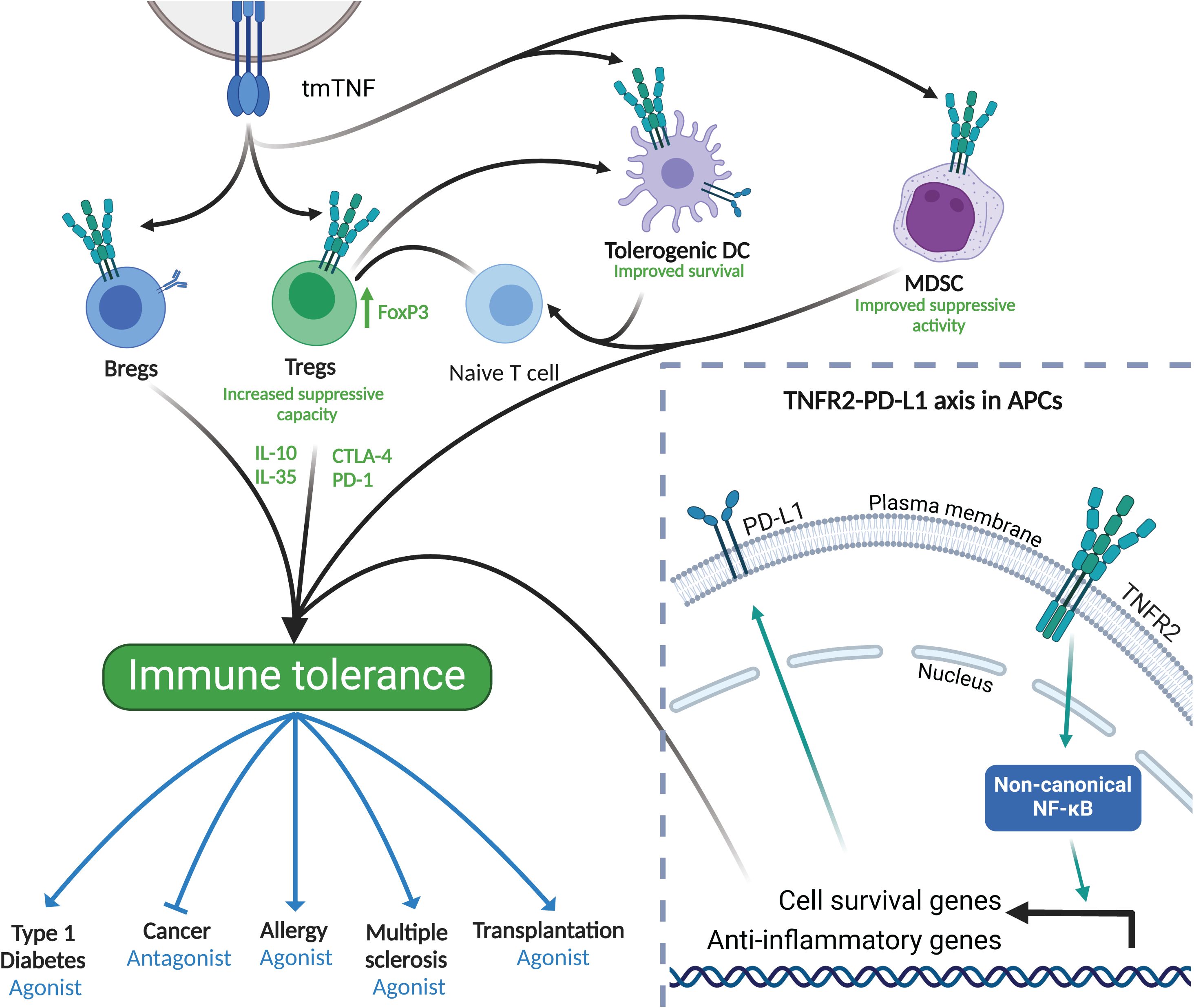 Illustration showing the role of tmTNF in immune tolerance. tmTNF interacts with Bregs, Tregs, tolerogenic DC, and MDSC, enhancing immune suppression and tolerance. Tregs, Bregs and MDSC increase in suppressive capacity through IL-10, IL-35, CTLA-4, and PD-1. This leads to immune tolerance, impacting conditions like type-1 diabetes, allergy, multiple sclerosis, and transplantation in an agonistic, or cancer in an antagonistic fashion. The inset shows the TNFR2-PD-L1 axis in APCs, which enhances the non-canonical NF-kB pathway triggering cell survival and anti-inflammatory genes on these cells.