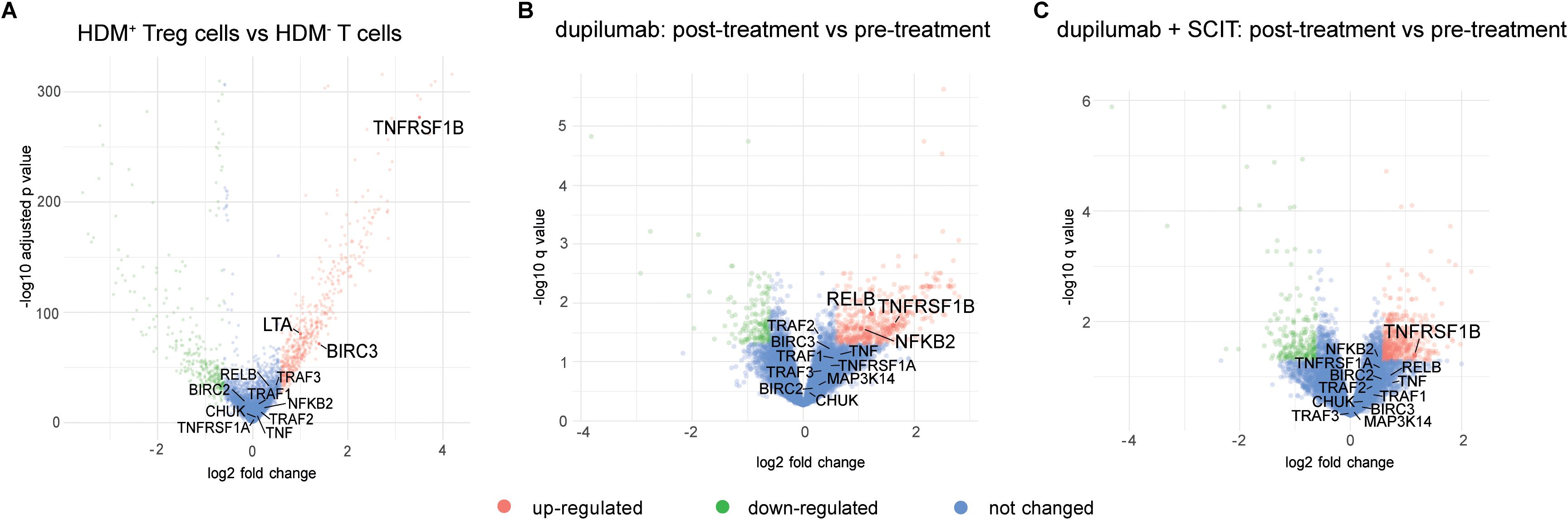 Three volcano plots labeled A, B, and C compare gene expression changes. Plot A shows HDM-positive Treg vs. HDM-negative T cells. Plot B depicts post-treatment vs. pre-treatment with dupilumab. Plot C illustrates post-treatment with dupilumab and SCIT vs. pre-treatment. Red, green, and blue dots represent up-regulated, down-regulated, and unchanged genes, respectively. Specific genes like TNFRSF1B, BIRC3, and RELB are highlighted. Axes display log2 fold change and negative log10 adjusted p-values or q-values.