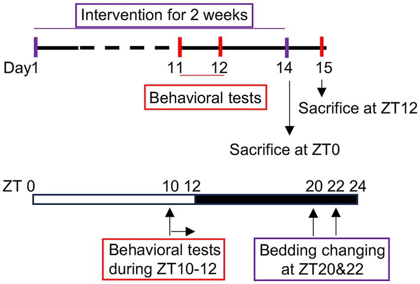 Timeline diagram showing a 2-week intervention period starting on Day 1. Behavioral tests are conducted on Days 11 and 12. Tissue collection occurs at ZT0 on Day 14 and at ZT12 on Day 15. The daily schedule includes behavioral tests at ZT10–12 and bedding changes at ZT20 and ZT22.