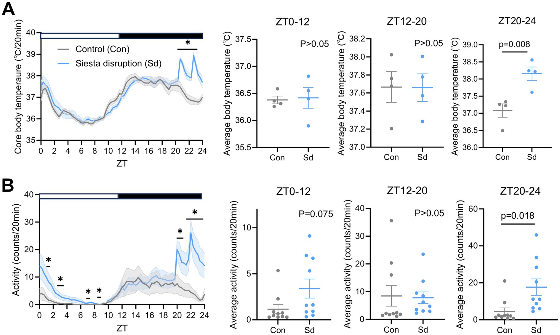 Graphs showing core body temperature and locomotor activity in control and siesta disruption groups. Graph A presents temperature profiles over 24 hours, with significant differences observed during the disruption period (ZT20–24). Graph B displays activity counts, showing increased activity in the siesta disruption group during the same period. Data are segmented into three time windows (ZT0–12, ZT12–20, ZT20–24), with p-values indicating statistical significance only in ZT20–24.