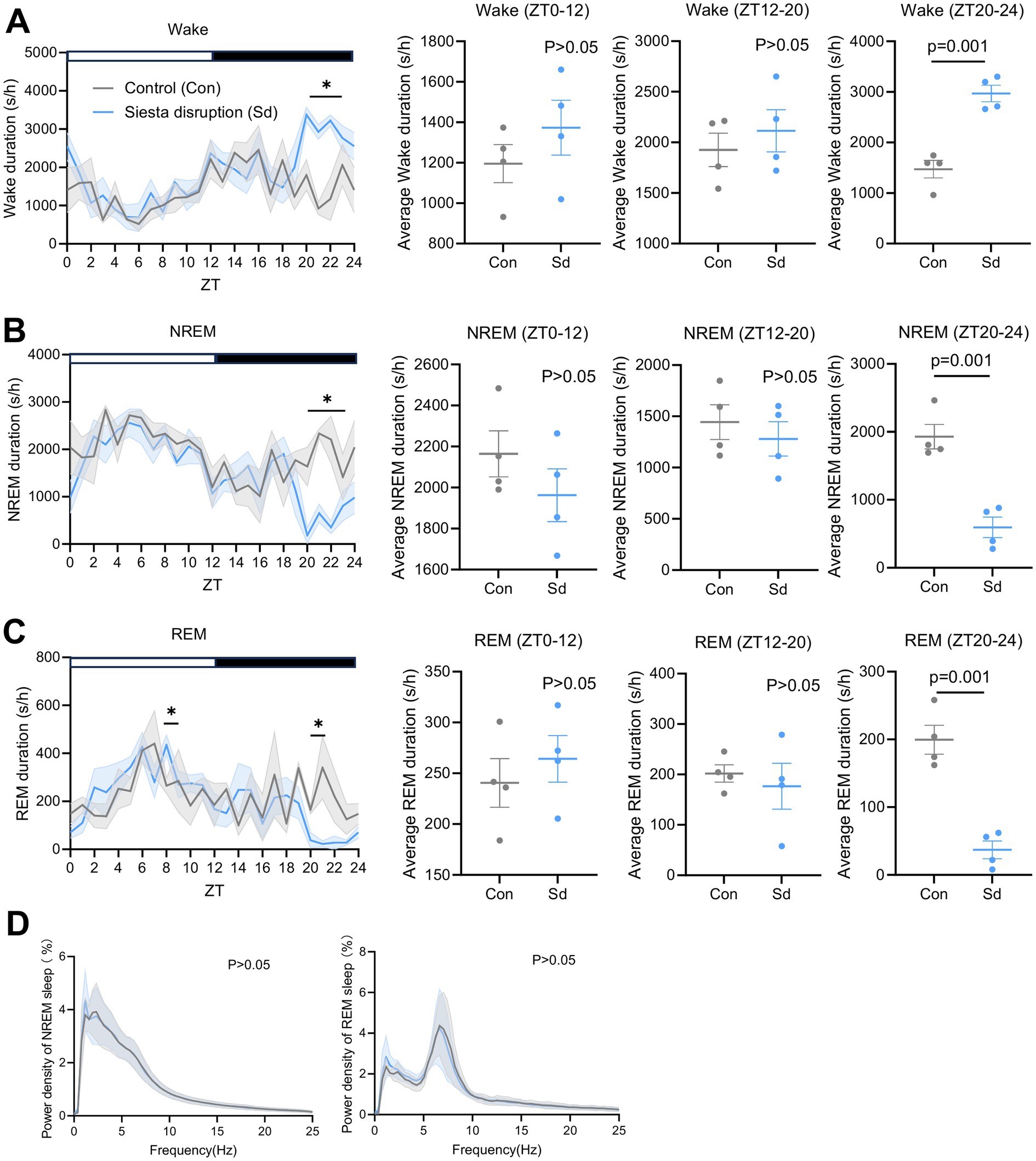 Graphical analysis of wake, NREM, and REM durations under control and siesta disruption conditions. Panel A shows wake duration; Panel B shows NREM duration; Panel C shows REM duration. Each panel includes line graphs and scatter plots across time zones, with statistical significance at ZT20–24 (P = 0.001). Panel D shows power density of NREM and REM sleep frequencies, with no significant group differences.