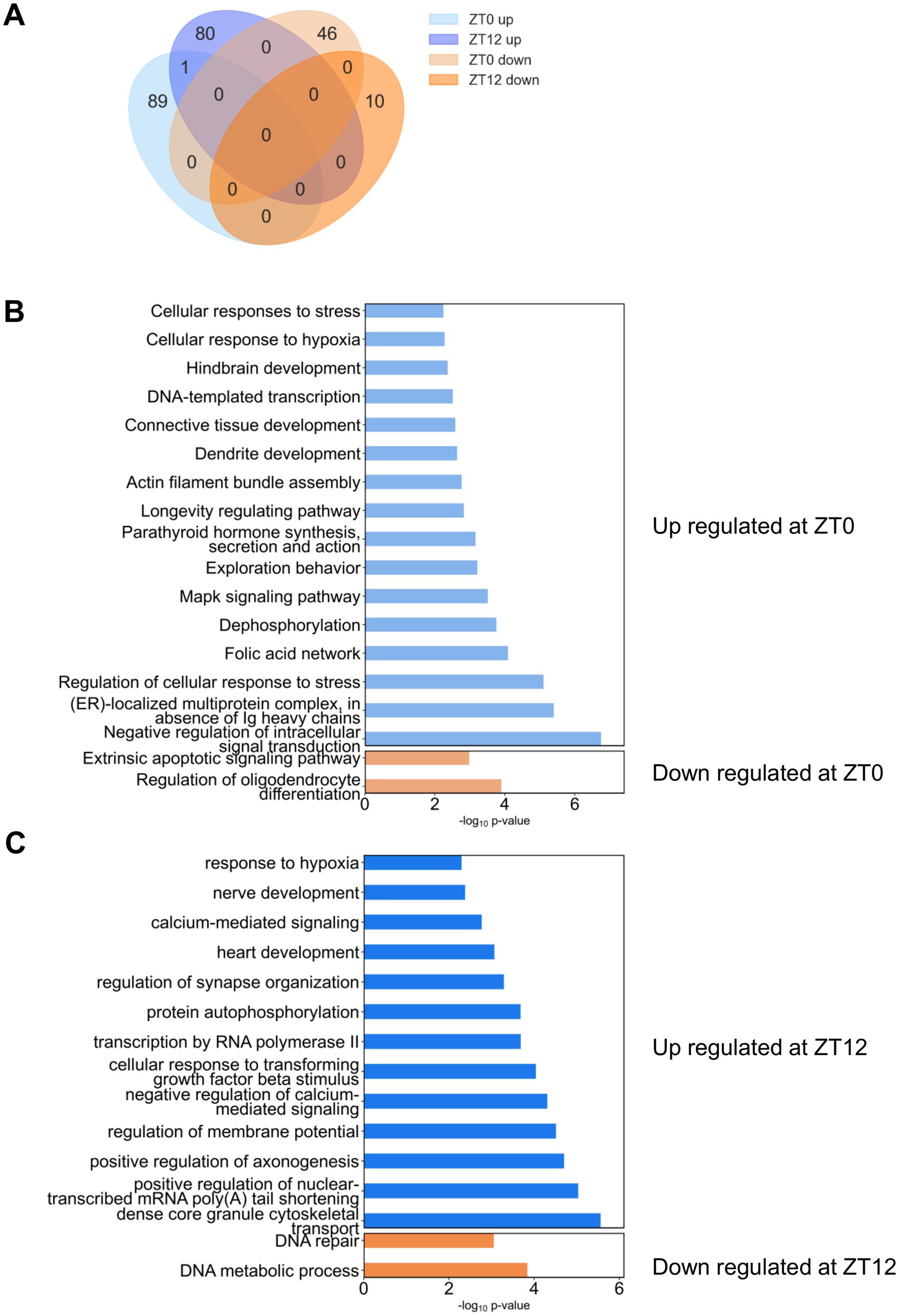 Panel A shows a Venn diagram illustrating overlap in gene expression changes across four categories: ZT0 up, ZT12 up, ZT0 down, and ZT12 down. Panels B and C are bar charts showing upregulated and downregulated pathways at ZT0 and ZT12, respectively.