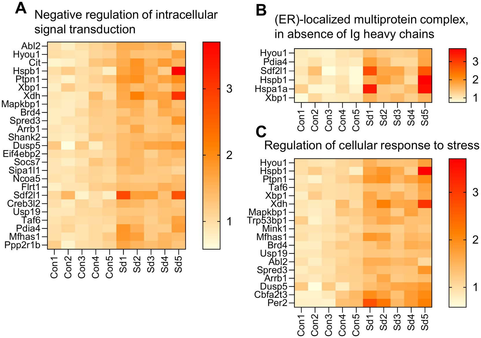 Heatmaps display gene expression profiles at ZT0 across three panels. Panel A shows genes involved in negative regulation of intracellular signal transduction. Panel B highlights ER-localized multiprotein complexes without Ig heavy chains. Panel C shows regulation of cellular response to stress. Color gradients from light to dark orange indicate increasing expression levels.