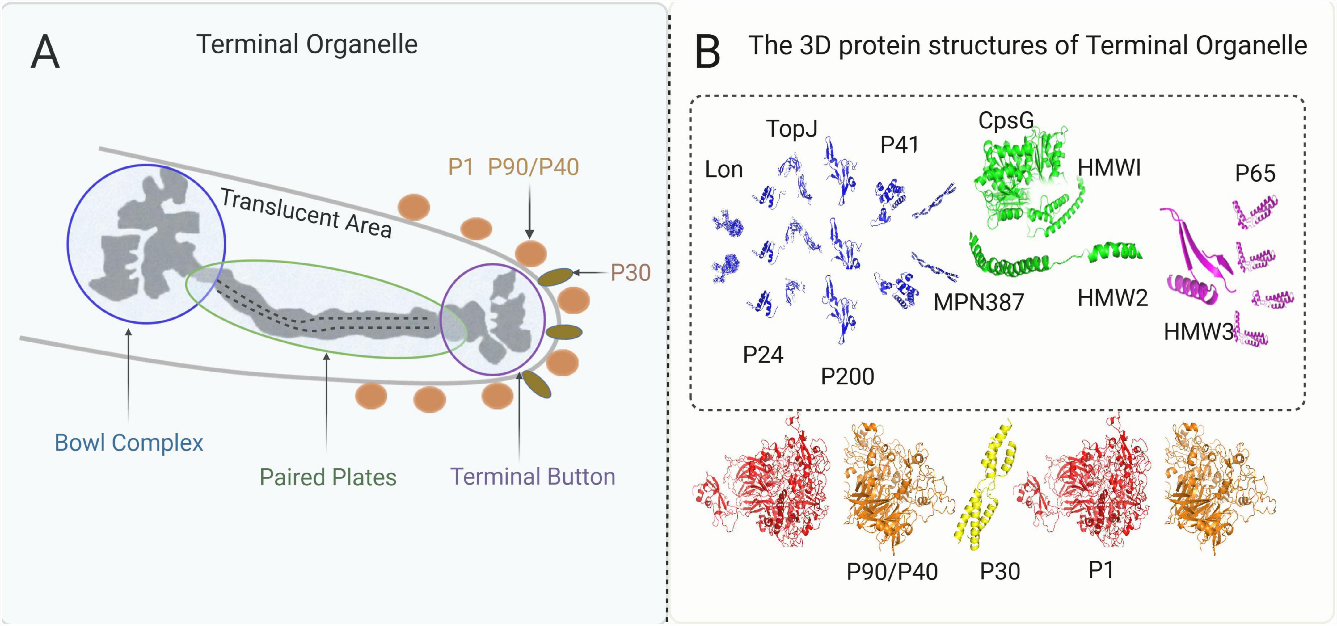Diagram illustrating the terminal organelle of Mycoplasma pneumoniae. Panel A shows its components, including the bowl complex, paired plates, terminal button, and proteins P1, P90/P40, and P30. Panel B presents the 3D protein structures: Lon, TopJ, P41, CpsG, HMW1, HMW2, HMW3, P65, and others, displayed in blue, green, and purple, with P90/P40, P30, and P1 highlighted below.