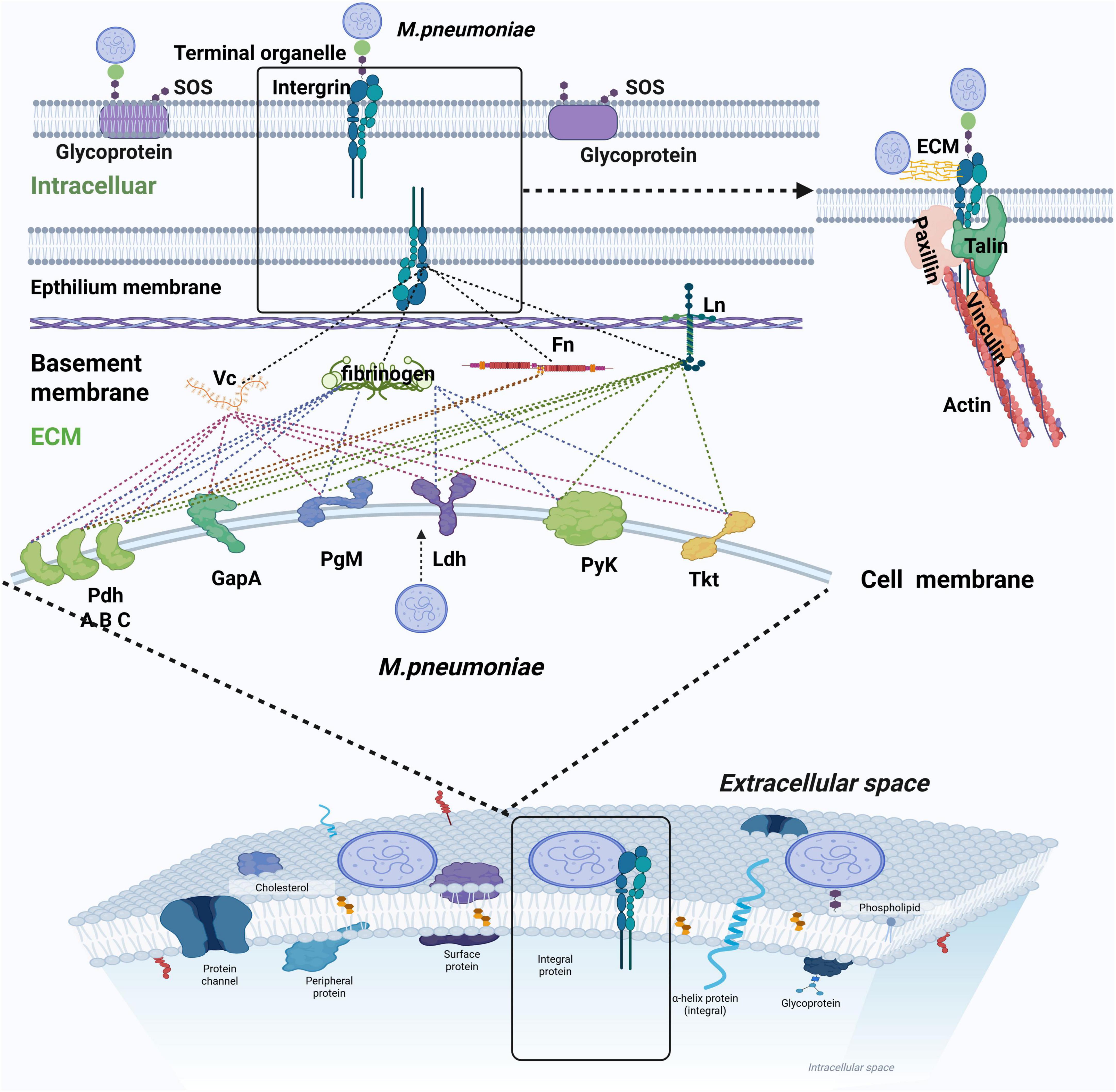 Diagram illustrating the interaction between Mycoplasma pneumoniae and human cell membranes. Elements include terminal organelles, integrins, and various proteins such as vinculin and talin. The image details processes occurring at the epithelium and basement membranes, highlighting connections with extracellular matrix components like fibronectin. Additionally, it shows intracellular components, glycoproteins, and structures like protein channels and phospholipids in the cell membrane, emphasizing the involvement of enzymes and pathways in bacterial adherence and infection.