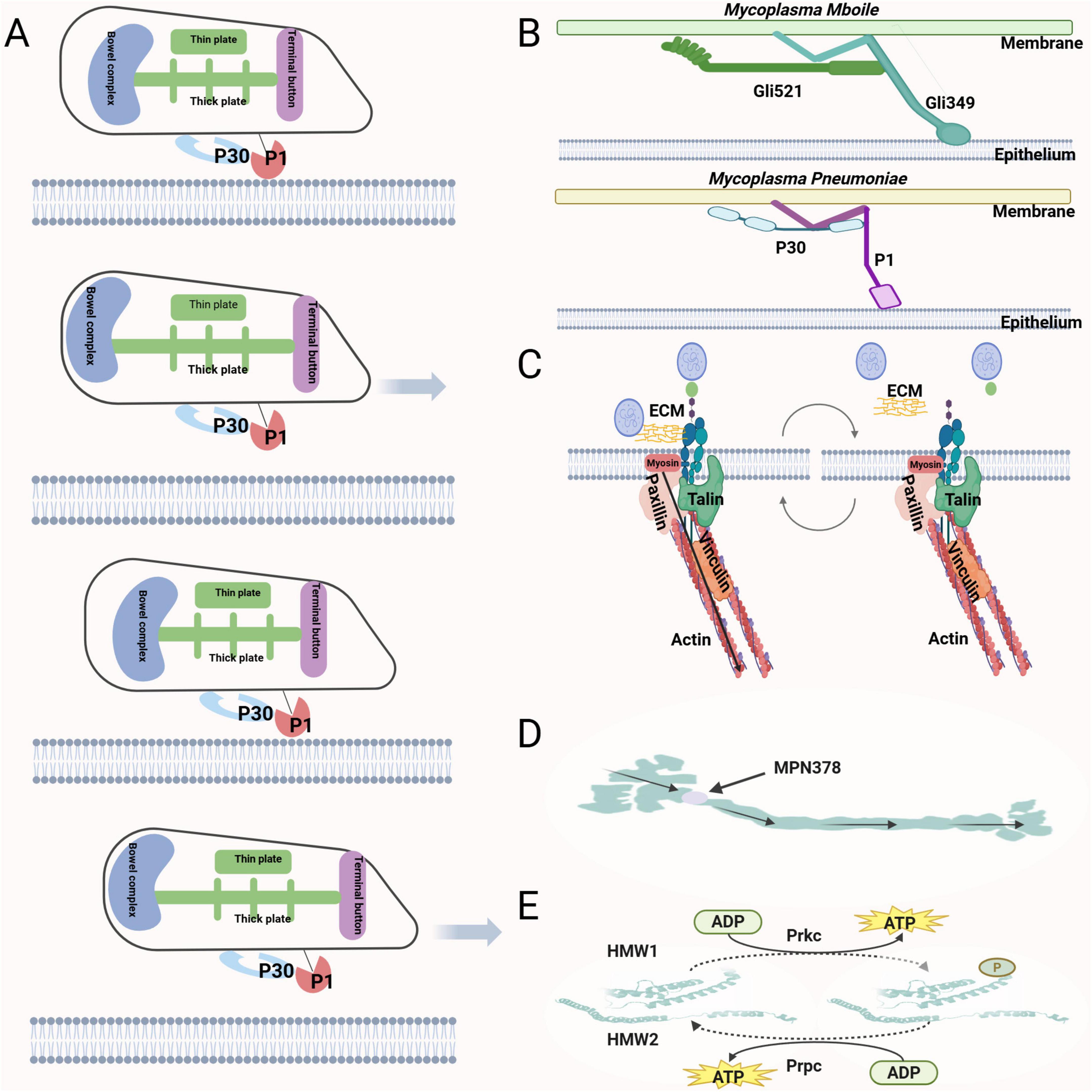 “A scientific illustration with five panels labeled A to E. - Panel A: Shows the mechanism involving P30 and P1 proteins interacting with a membrane during various stages. - Panel B: Depicts interactions of Mycoplasma mobile and Mycoplasma pneumoniae with epithelial membranes. - Panel C: Illustrates actin and talin interaction with extracellular matrix (ECM) components across a membrane. - Panel D: Shows a structure labeled MPN378 with a directional arrow. - Panel E: Describes a process with high molecular weight (HMW) proteins interacting with ADP, ATP, and Prkc, Prpc enzymes. Each panel provides insight into cellular and molecular interactions.”