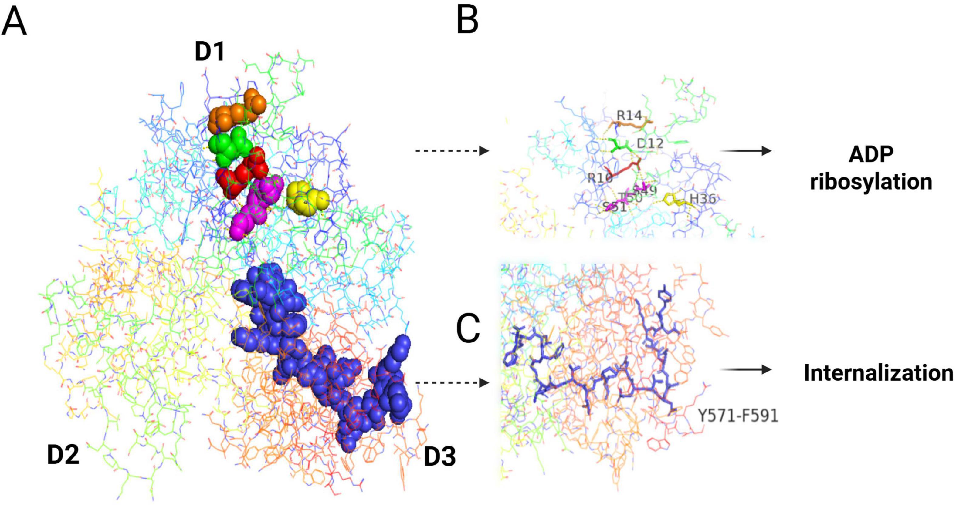 Molecular structure illustration showing domains D1, D2, and D3, with highlighted segments. Section A depicts a complex structure with colored markers indicating specific sites. Panel B focuses on ADP ribosylation, detailing amino acids R14, D12, R1, S107, and H36. Panel C highlights a segment crucial for internalization, specifying amino acids Y571 to F591. Arrows denote the function of these regions.