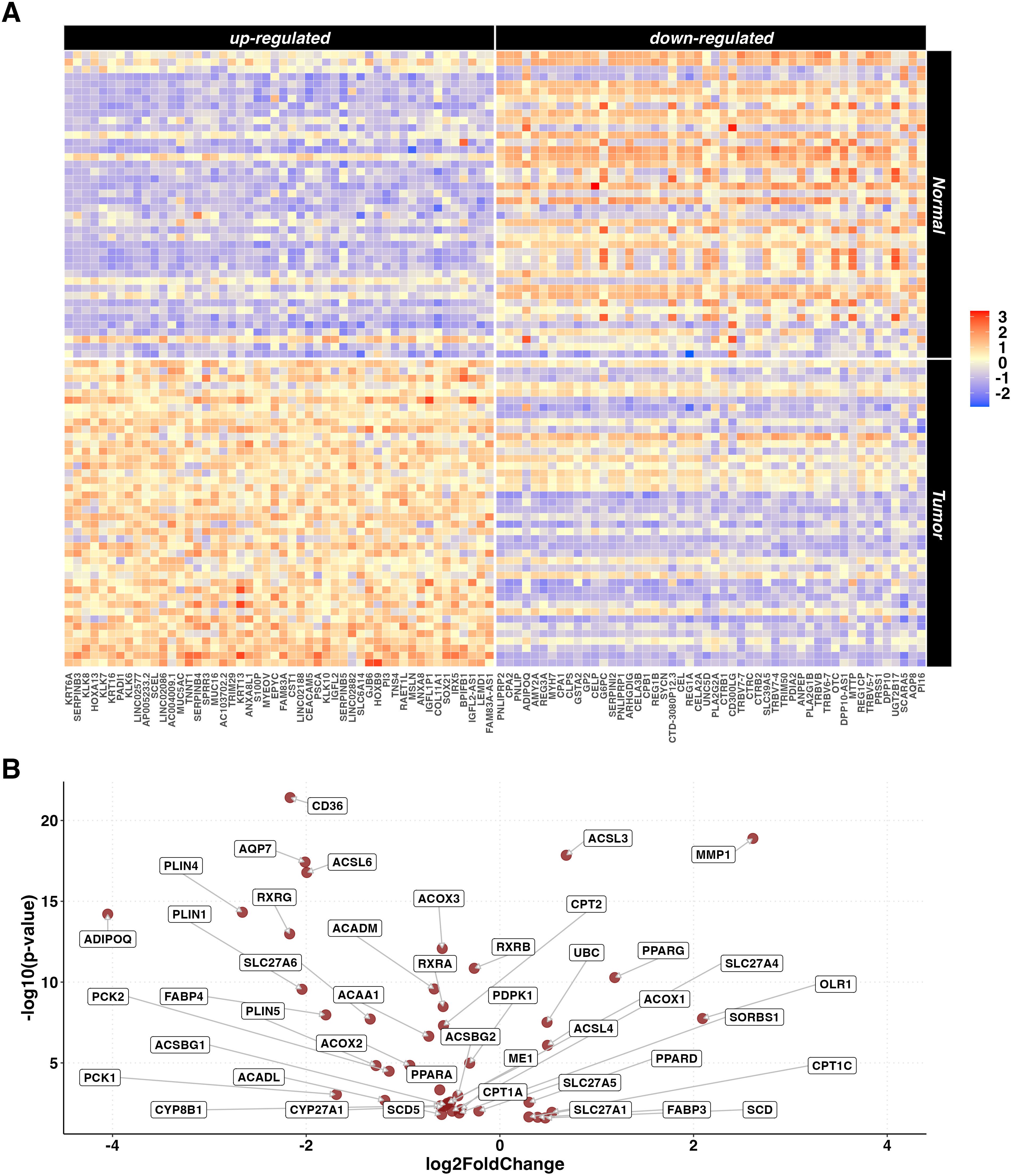 Panel A shows a heatmap of gene expression data divided into up-regulated and down-regulated genes, comparing normal and tumor samples. The colors range from blue to red, indicating expression levels. Panel B is a volcano plot displaying genes with their respective log2 fold change and -log10 p-value, highlighting statistically significant changes in expression.