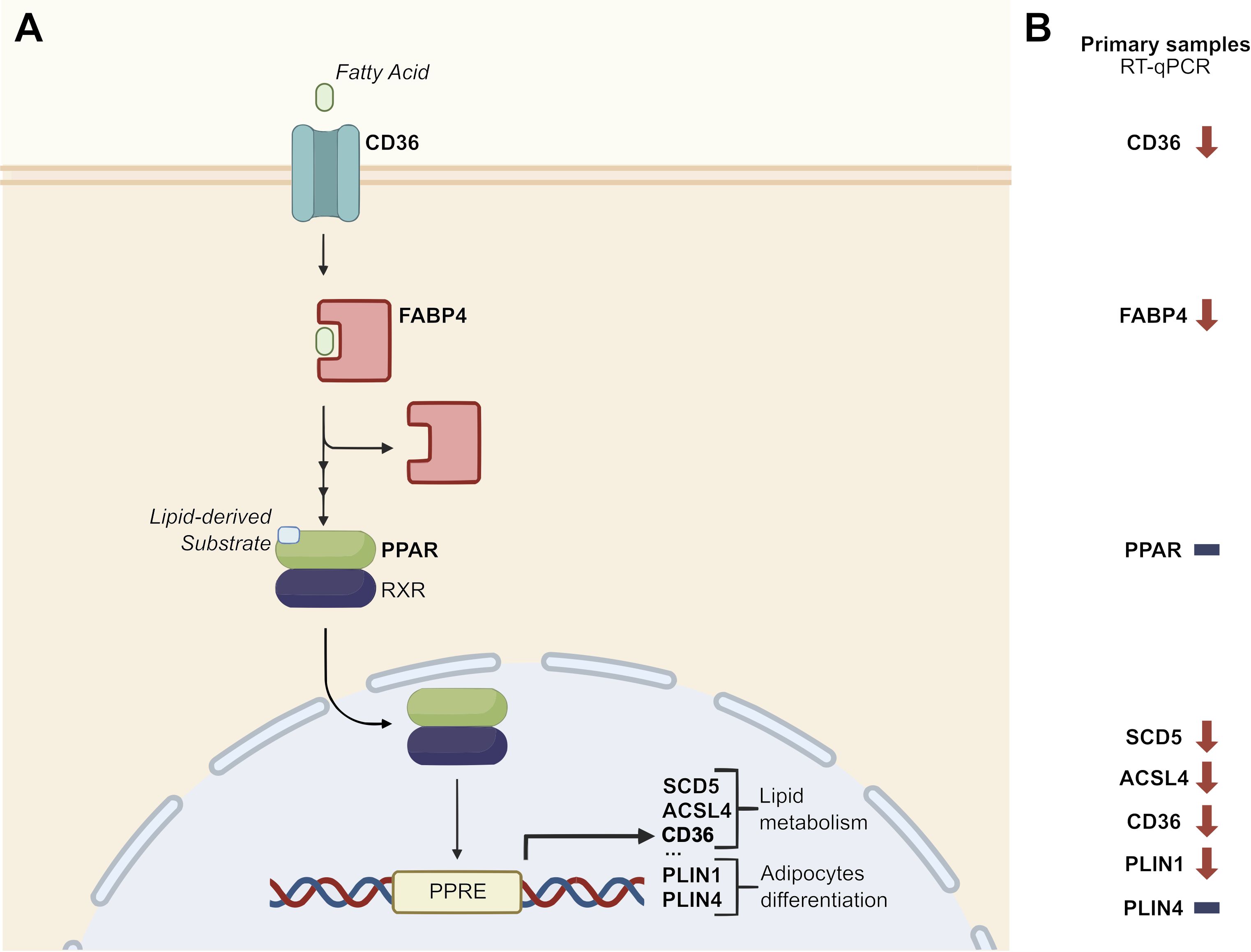 Diagram illustrating a lipid signaling pathway (Panel A) and gene expression data from RT-qPCR (Panel B). Panel A shows fatty acids entering via CD36, binding with FABP4, and activating PPAR-RXR, which interacts with PPRE to influence lipid metabolism and adipocyte differentiation genes (SCD5, ACSL4, CD36, PLIN1, PLIN4). Panel B shows a decrease in CD36, FABP4, SCD5, ACSL4, CD36, PLIN1, and PLIN4 expression and stable PPAR levels in primary samples.