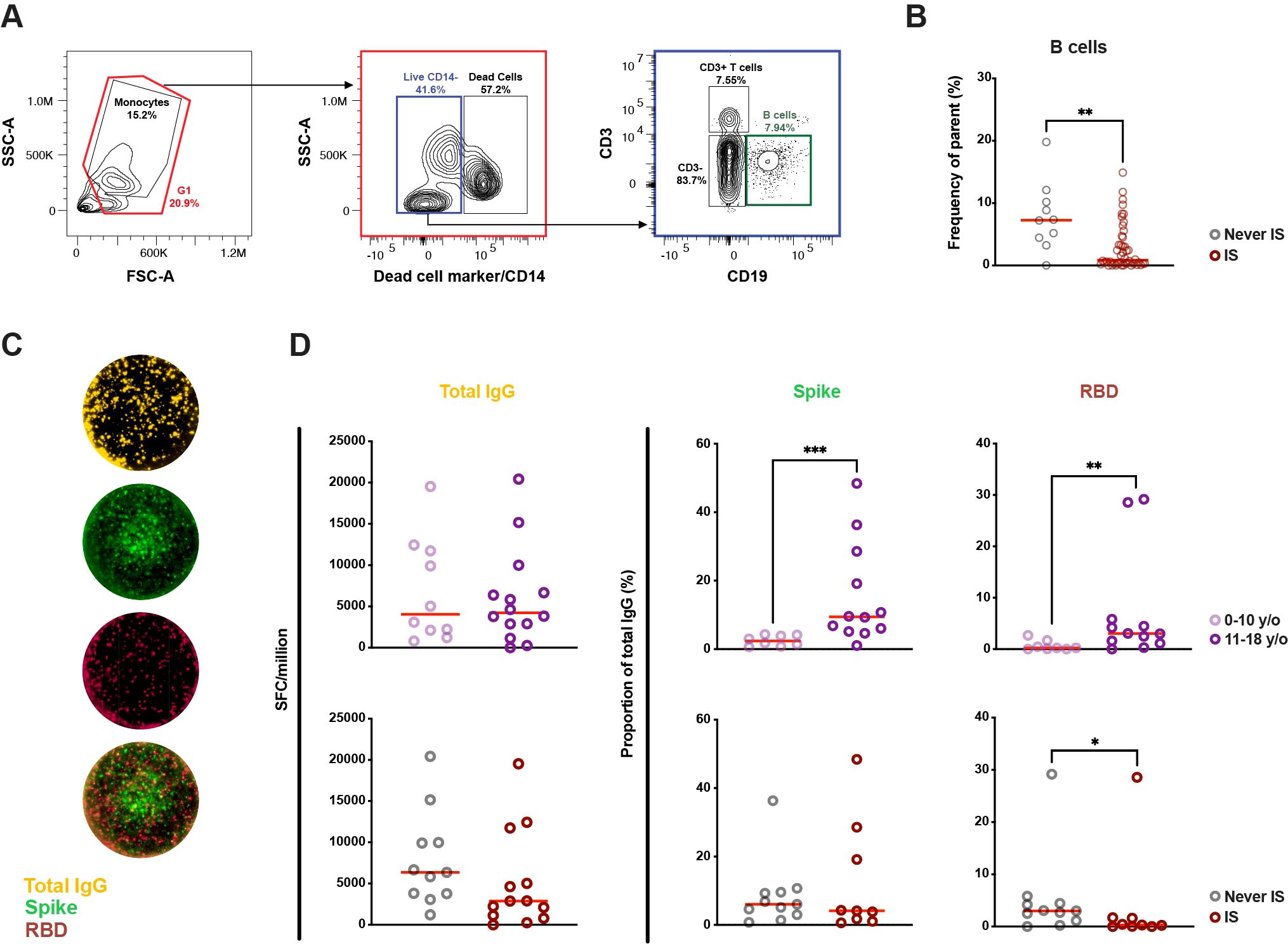 Group of four panels showing flow cytometry and immune response data. Panel A displays flow cytometric gating, identifying monocytes, live cells, dead cells, CD3+ T cells, and B cells. Panel B shows a bar graph comparing B cell frequency between two groups, indicating significant differences. Panel C contains representative images of FluoroSpot assays. Panel D presents scatter plots comparing Total IgG, Spike proteins, and RBD for different age groups and immunosuppresive groups, demonstrating variations and significant differences in immune responses.
