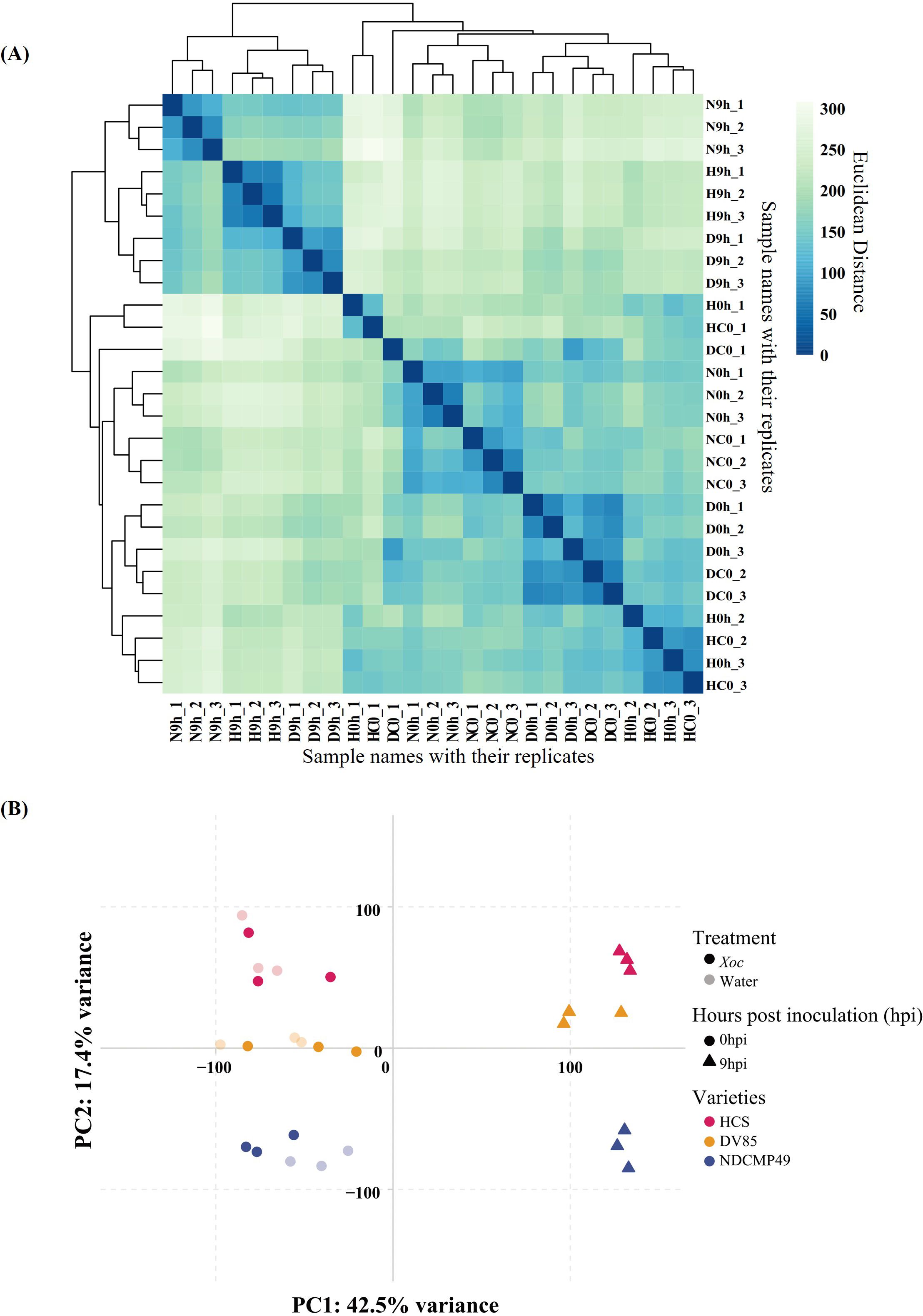 Panel A shows a heatmap with hierarchical clustering, depicting similarities between samples labeled N9h_1 to H0h_3. Color gradient ranges from light green to dark blue, indicating different values. Panel B is a scatter plot of principal component analysis (PCA), showing data distribution based on PC1 and PC2, with 42.5% and 17.4% variance respectively. Points are colored and shaped according to treatment, hours post-inoculation, and variety, with a legend explaining the symbols.