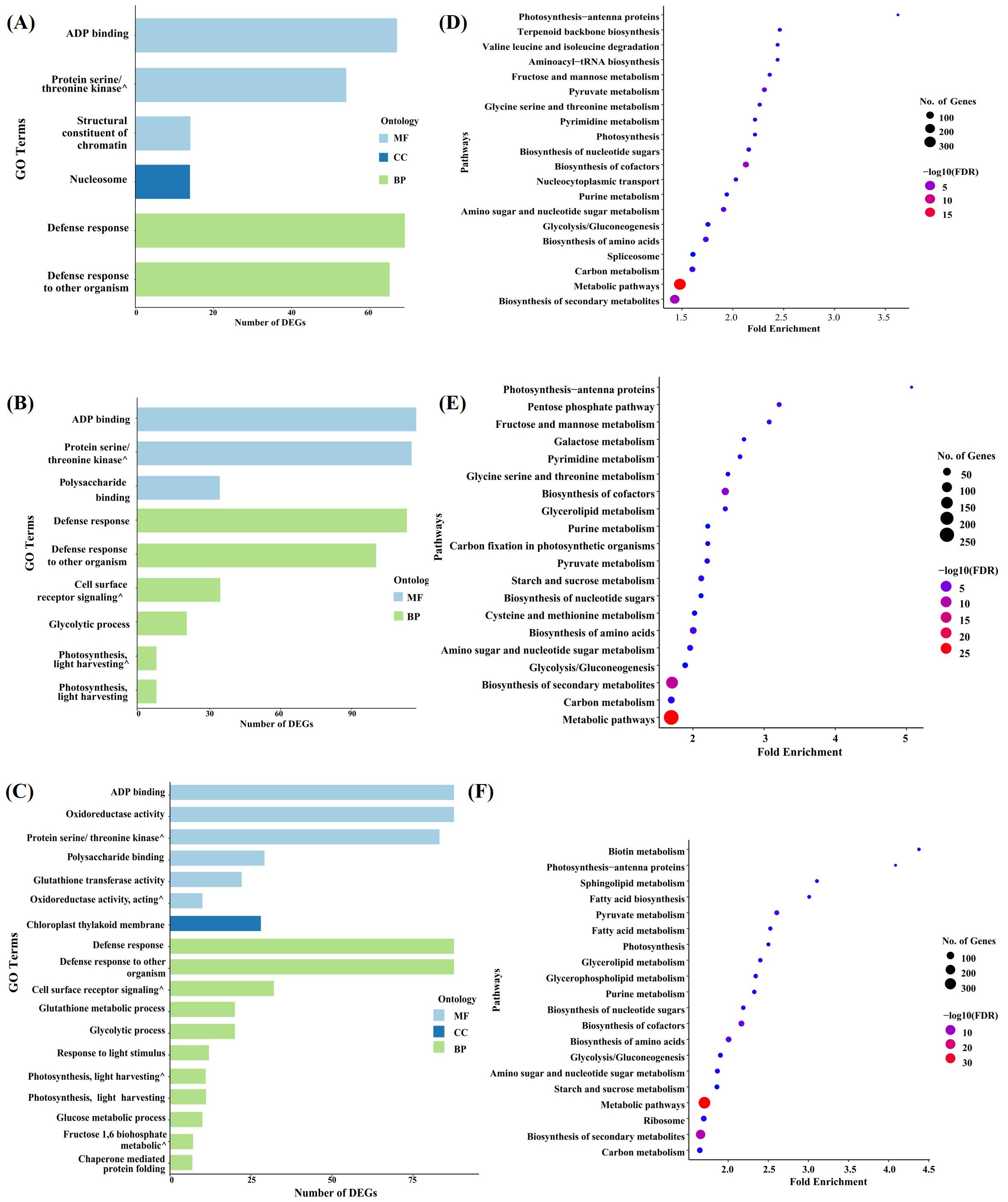 Bar and dot plot panels (A), (B), and (C) present the Gene Ontology (GO) terms categorized by molecular function (MF), cellular component (CC), and biological process (BP), indicating the number of differentially expressed genes (DEGs). Panels (D), (E), and (F) display pathways with fold enrichment values, represented with dots varying in color and size to denote the number of genes and the negative logarithm of the false discovery rate (FDR). Pathways like photosynthesis and amino acid biosynthesis are highlighted.
