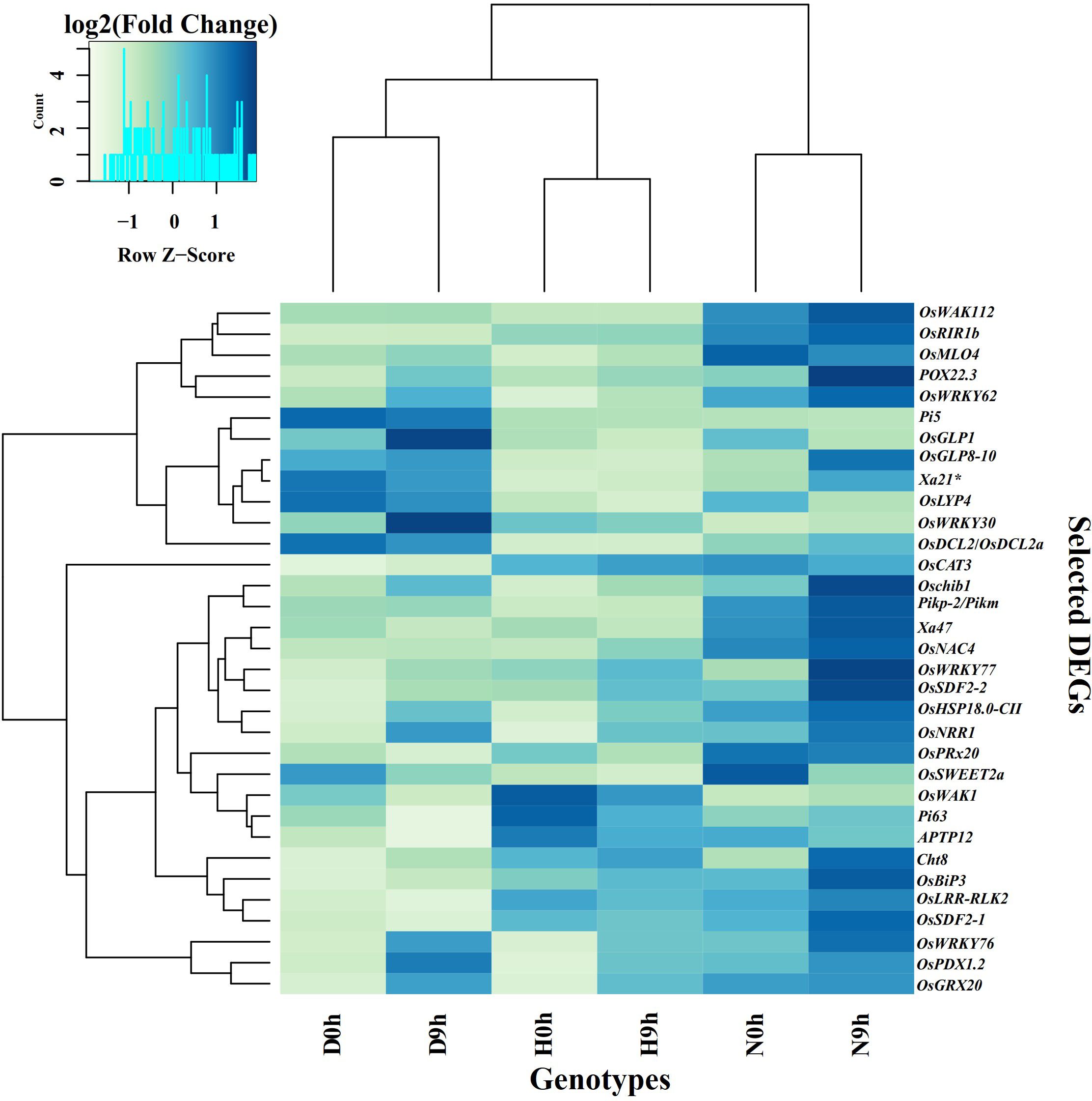 Heatmap showing hierarchical clustering of gene expression data. The color gradient represents log2 fold change from light green to dark blue. Gene names are listed on the right, and sample labels (D0h, D9h, H0h, H9h, N0h, N9h) are on the bottom. A dendrogram indicates the clustering relationships.