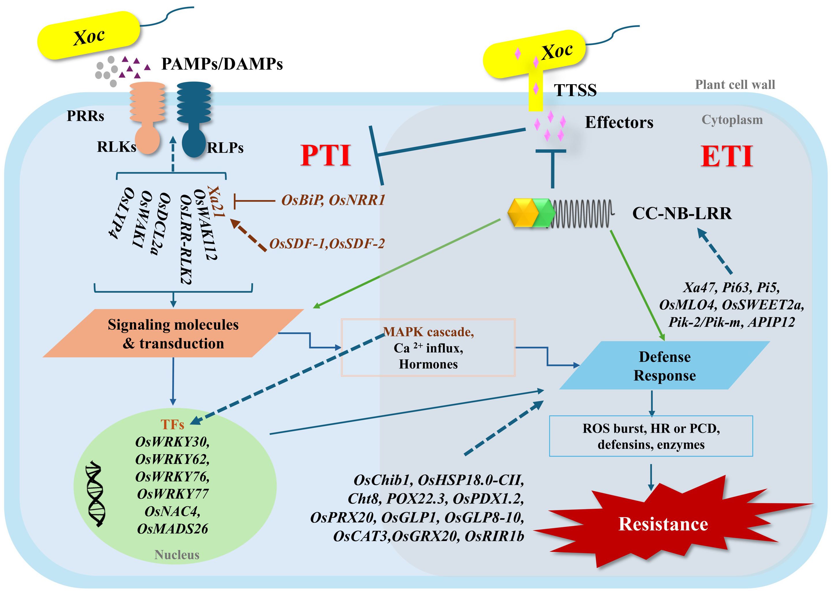Diagram illustrating plant immune response pathways against Xoc bacteria. The pathways include PTI (PTI) and ETI (ETI), involving signaling molecules, transcription factors, and defense responses. Components such as PRRs, RLKs, RLPs, and CC-NB-LRRs are shown with interactions leading to resistance. Key molecules like OsWRKYs, MAPK cascade, and hormones are highlighted to depict the complex signaling network.