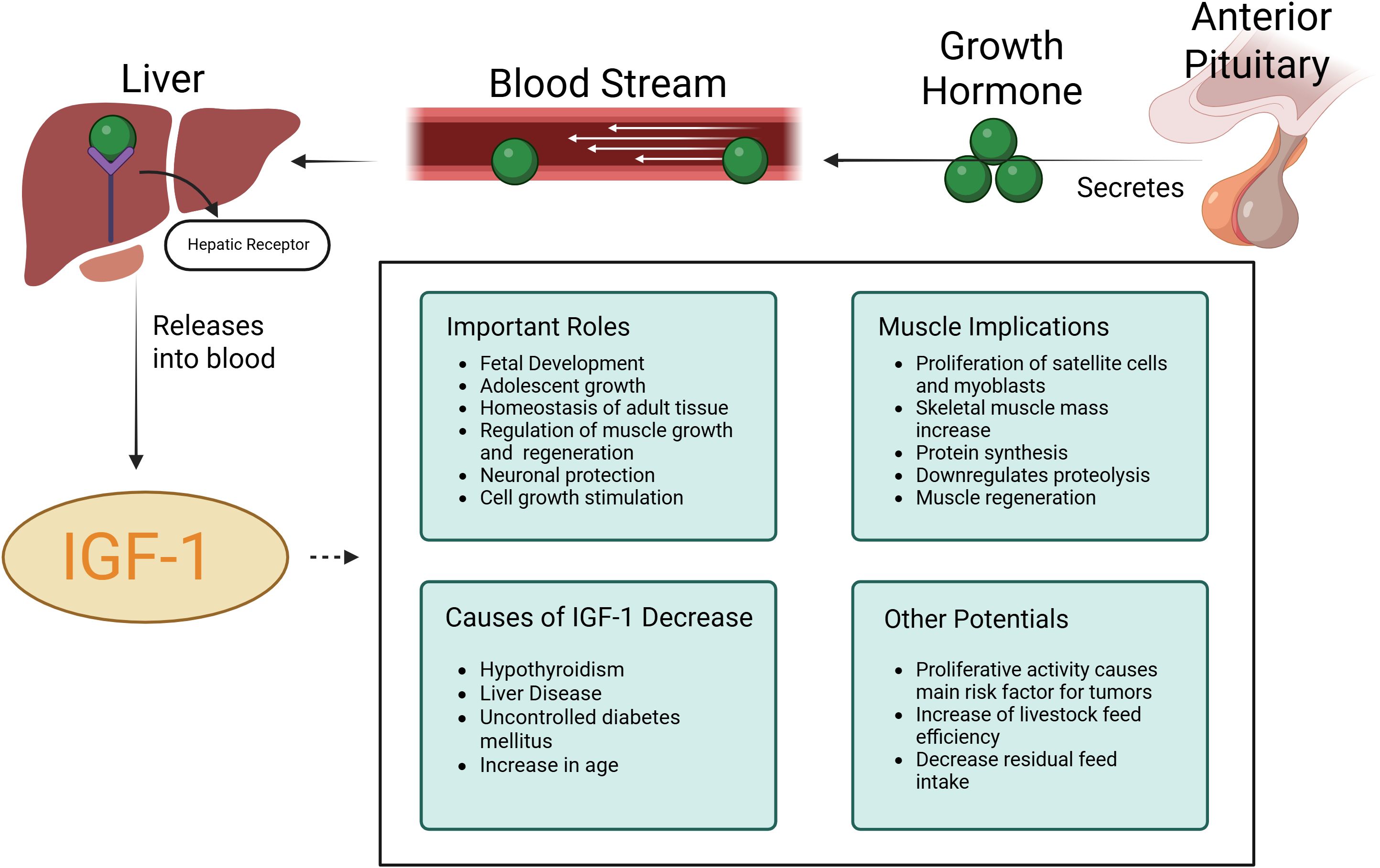 Diagram showing the process of growth hormone secretion from the anterior pituitary, entering the bloodstream, and interacting with hepatic receptors in the liver to release IGF-1. IGF-1 plays roles in fetal development, adolescent growth, muscle regulation, neuronal protection, and cell growth. It affects muscle mass, protein synthesis, and regeneration. Causes for decreased IGF-1 include hypothyroidism, liver disease, diabetes, and aging. Other potentials include tumor risk and livestock feed efficiency.