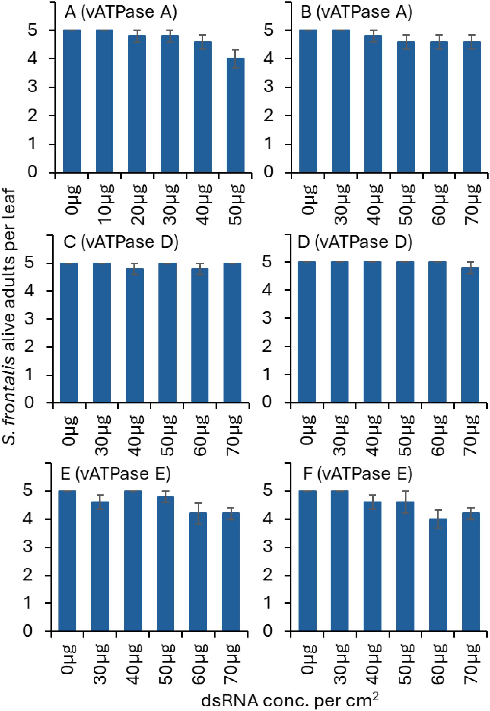 Bar charts show the effect of different concentrations of dsRNA on S. frontalis adults per leaf, with varying components: panels A (vATPase A), B (vATPase A), C (vATPase D), D (vATPase D), E (vATPase E), F (vATPase E). Concentrations range from zero to seventy micrograms, with little variation in adult counts across different concentrations.