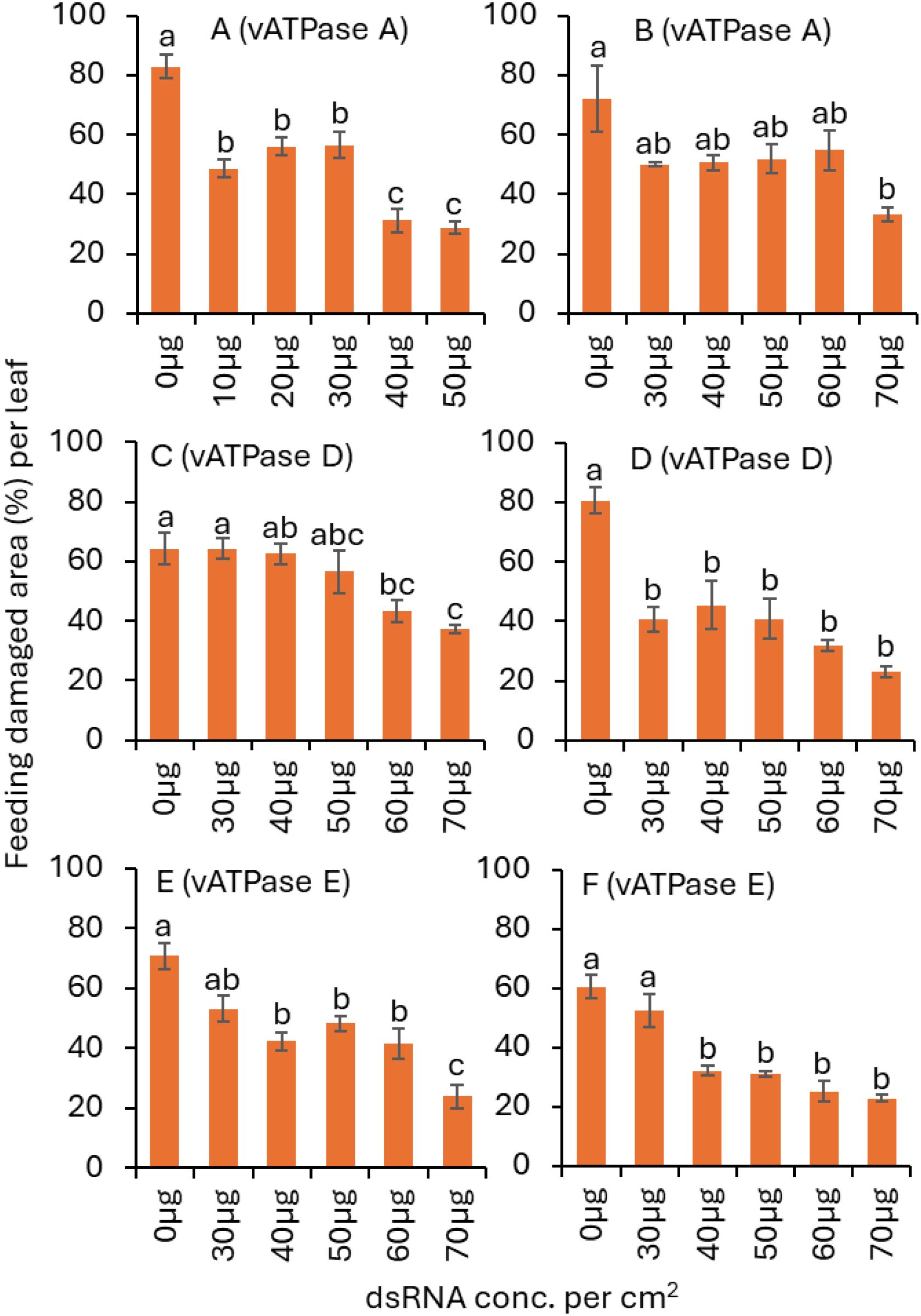 Bar charts labeled A to F show the effect of different concentrations of dsRNA on feeding-damaged area (%) per leaf for vATPase genes A, D, and E. Each chart compares varying dsRNA doses from 0 to 70 micrograms per square centimeter. The results indicate decreasing damage with increasing dsRNA concentrations, with lowercase letters indicating statistical significance. Error bars represent standard deviation.