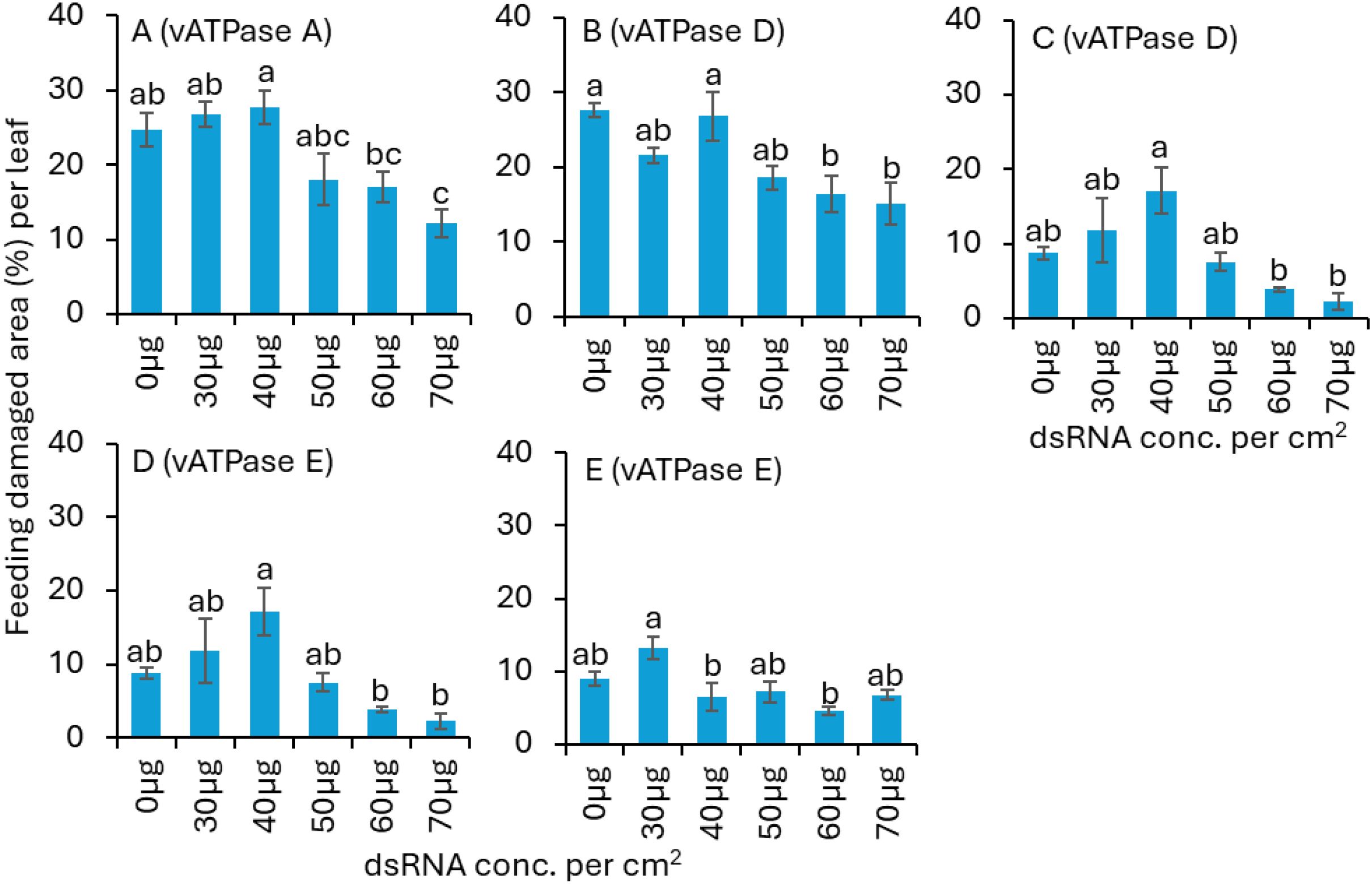 Five bar graphs labeled A to E show the percentage of feeding damage area per leaf at different concentrations of dsRNA per square centimeter, ranging from 0 to 70 micrograms. Each graph represents varying vATPase genes. Generally, a decrease in damaged area is observed as dsRNA concentration increases. Error bars and different letters indicate statistical significance among treatments.