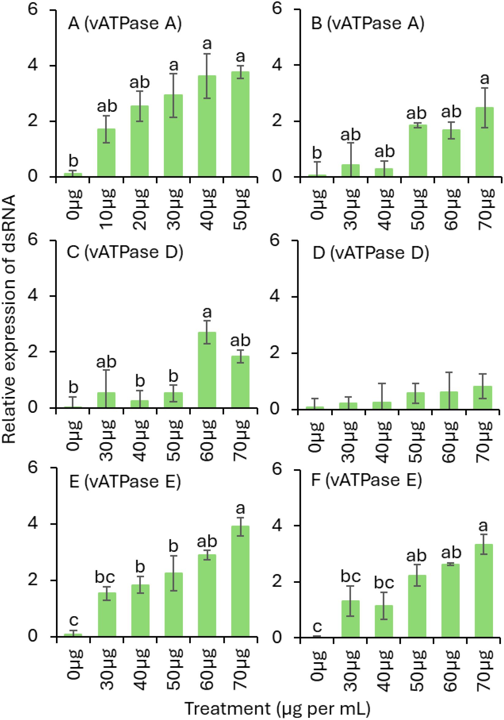 Bar graphs labeled A to F show the relative expression of dsRNA at different treatment concentrations (micrograms per milliliter) for vATPase A, D, and E. Each graph illustrates varying levels of expression with treatment, marked with error bars and statistically significant differences indicated by letters a, b, and ab.