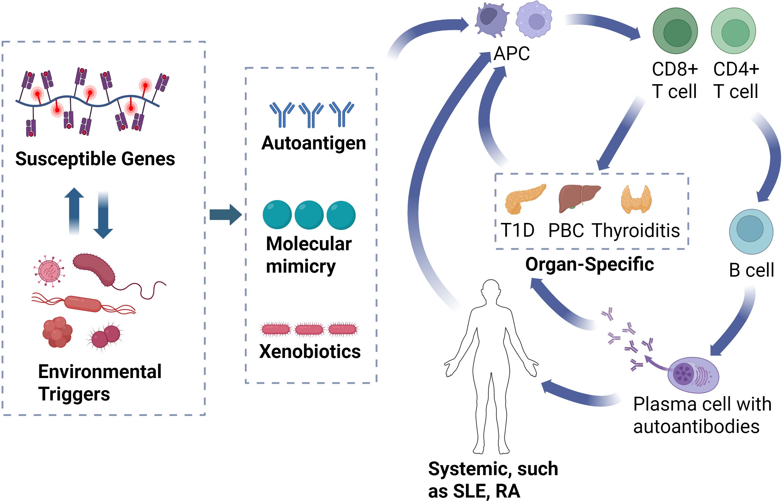 Diagram illustrating the autoimmune disease process. Susceptible genes and environmental triggers lead to autoantigen formation, molecular mimicry, and xenobiotics. This activates antigen-presenting cells (APCs), CD4+ and CD8+ T cells, and B cells. Organ-specific conditions include Type 1 Diabetes, Primary Biliary Cholangitis, and Thyroiditis. Systemic diseases like Systemic Lupus Erythematosus (SLE) and Rheumatoid Arthritis (RA) are also represented. Plasma cells produce autoantibodies, indicating a systemic immune response.