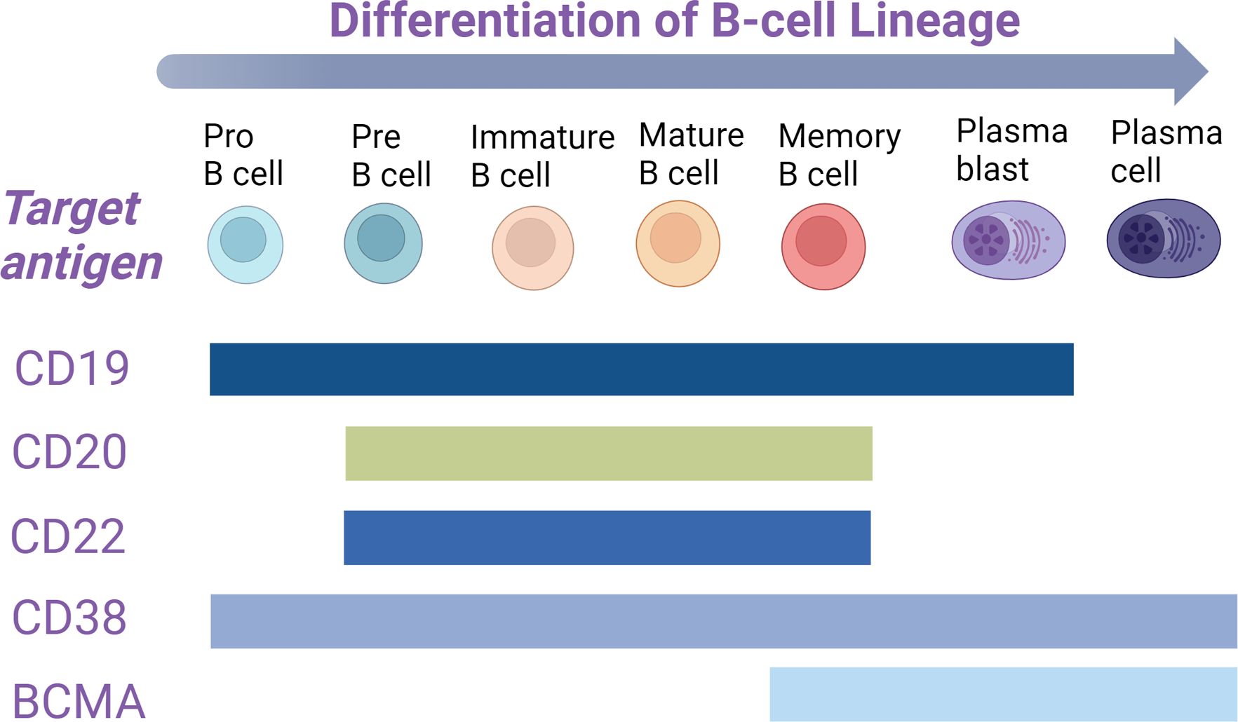 Diagram illustrating B-cell lineage differentiation from Pro B cell to Plasma cell, showing expression of target antigens: CD19, CD20, CD22, CD38, and BCMA. Each antigen is represented by colored bars across different B-cell stages.